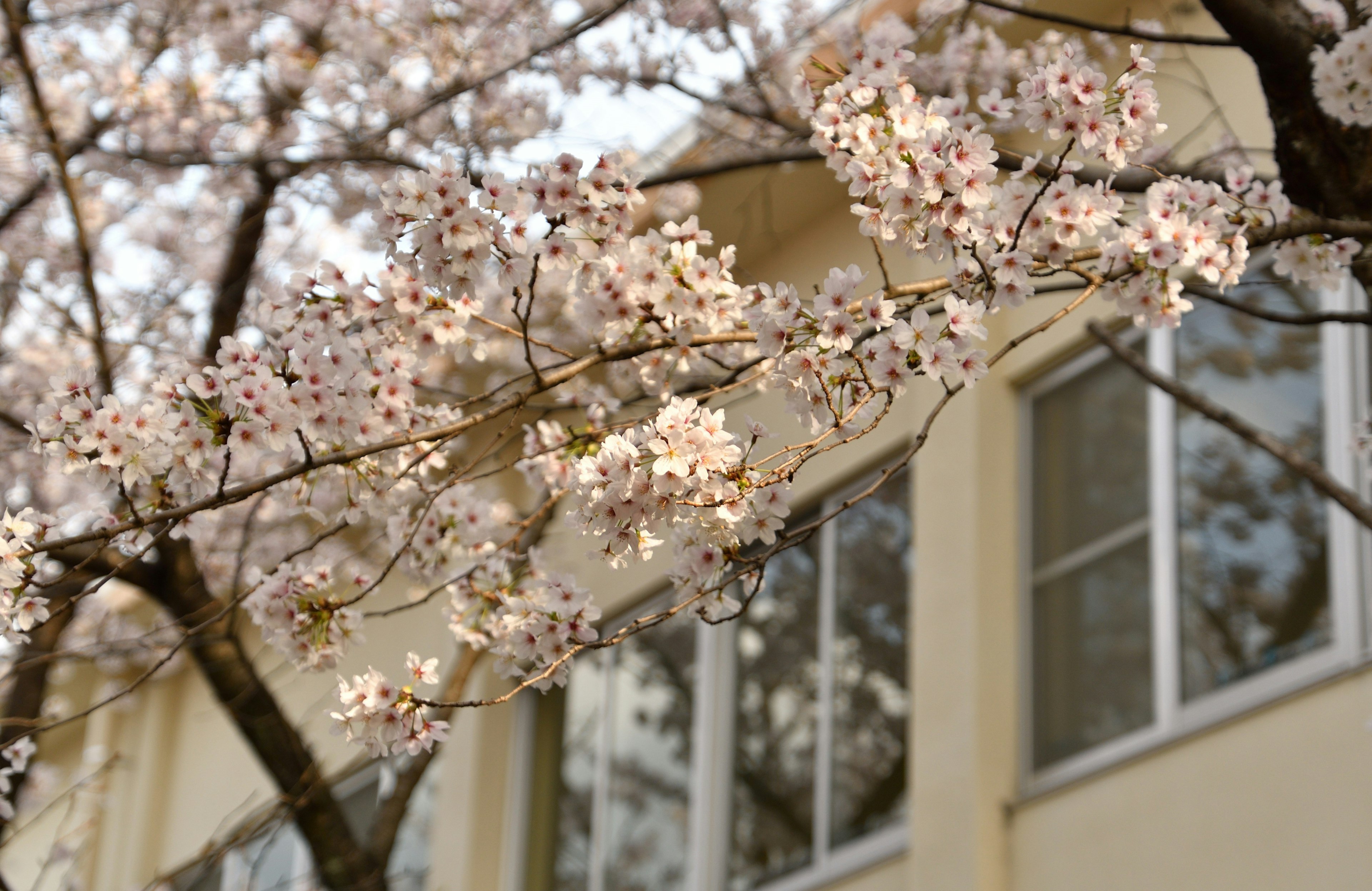 Ramas de cerezo en flor con un edificio de fondo