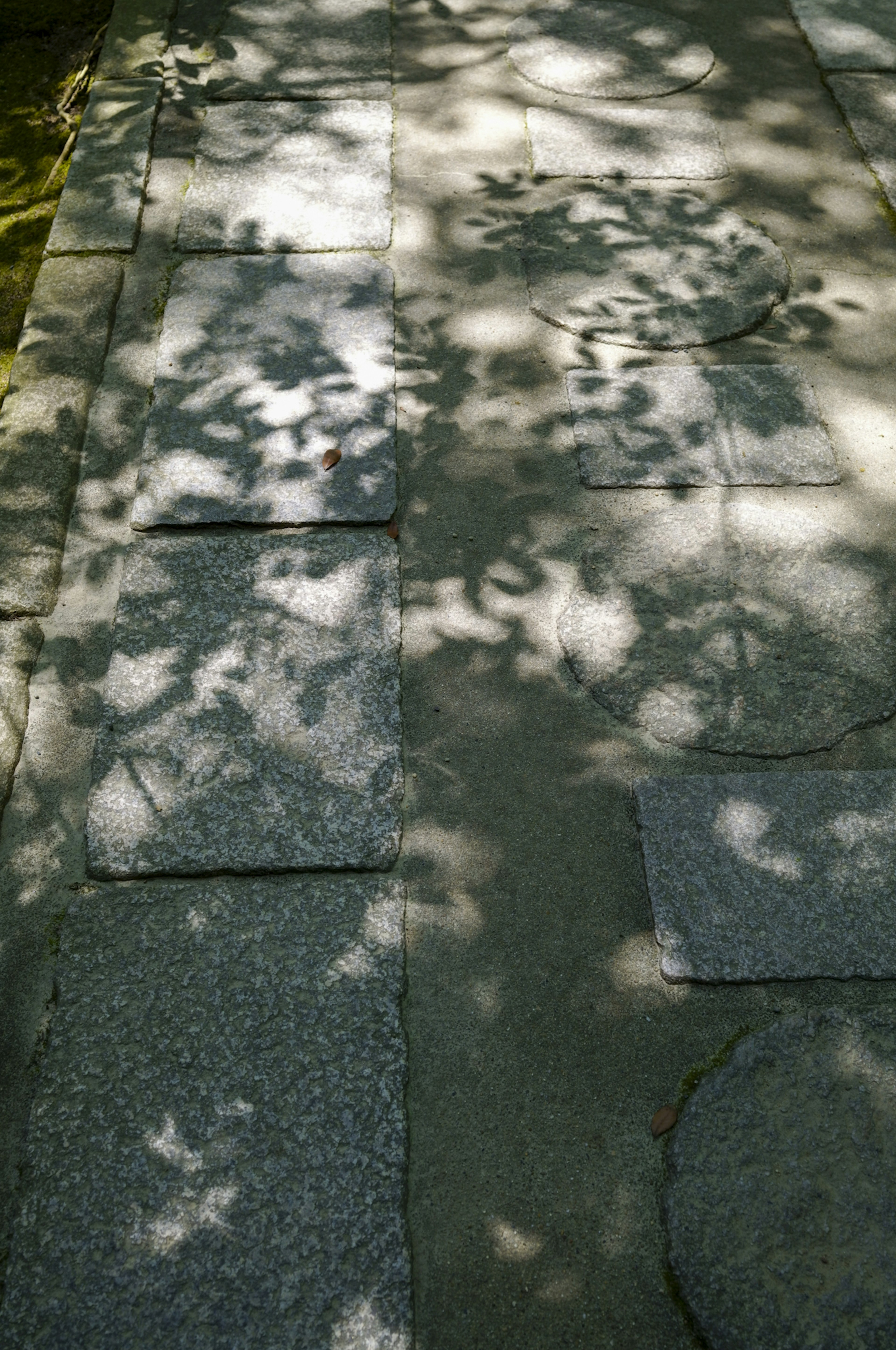 Bellas sombras de hojas proyectadas sobre pavimento de piedra