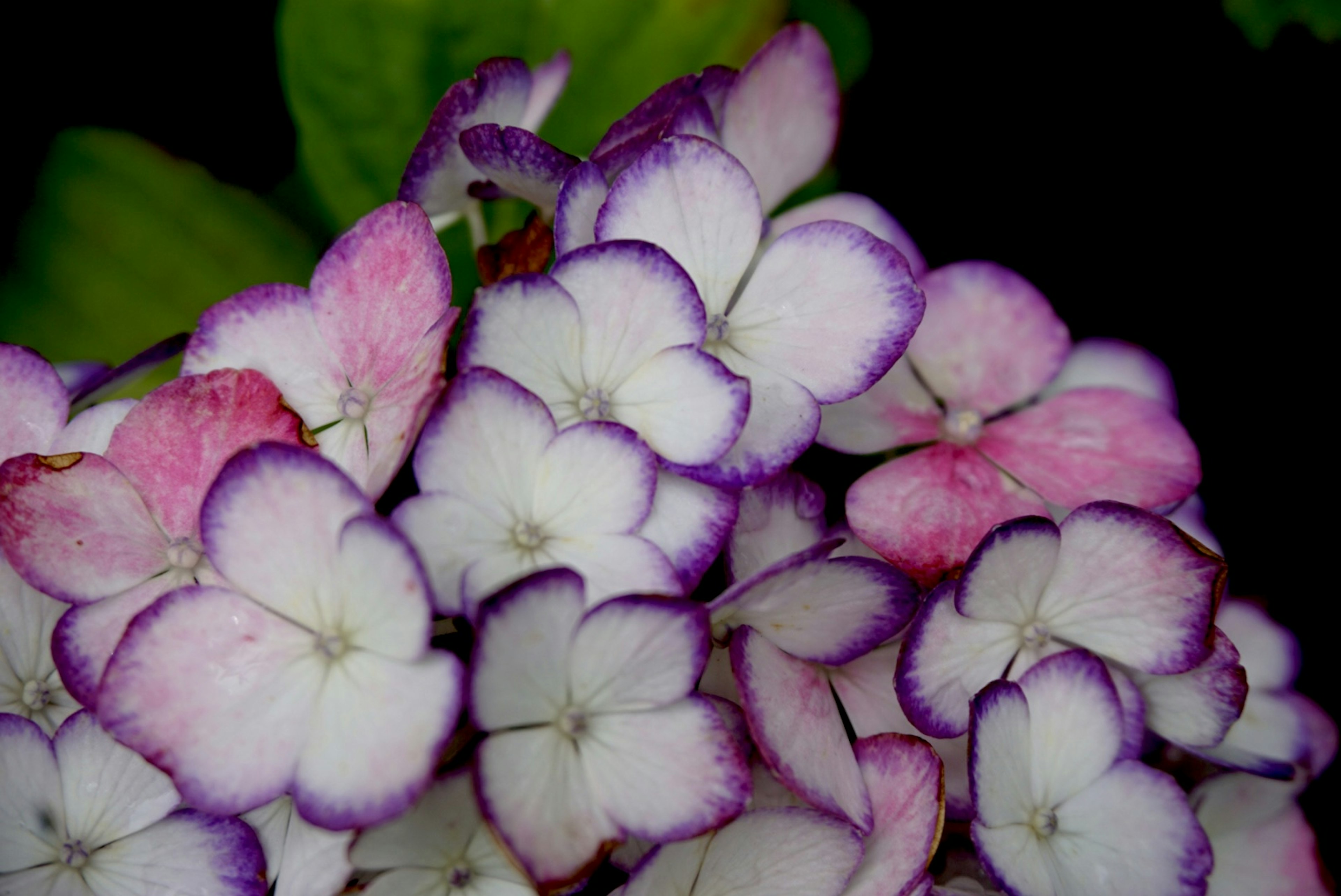 Un bellissimo mazzo di fiori in tonalità di viola e bianco