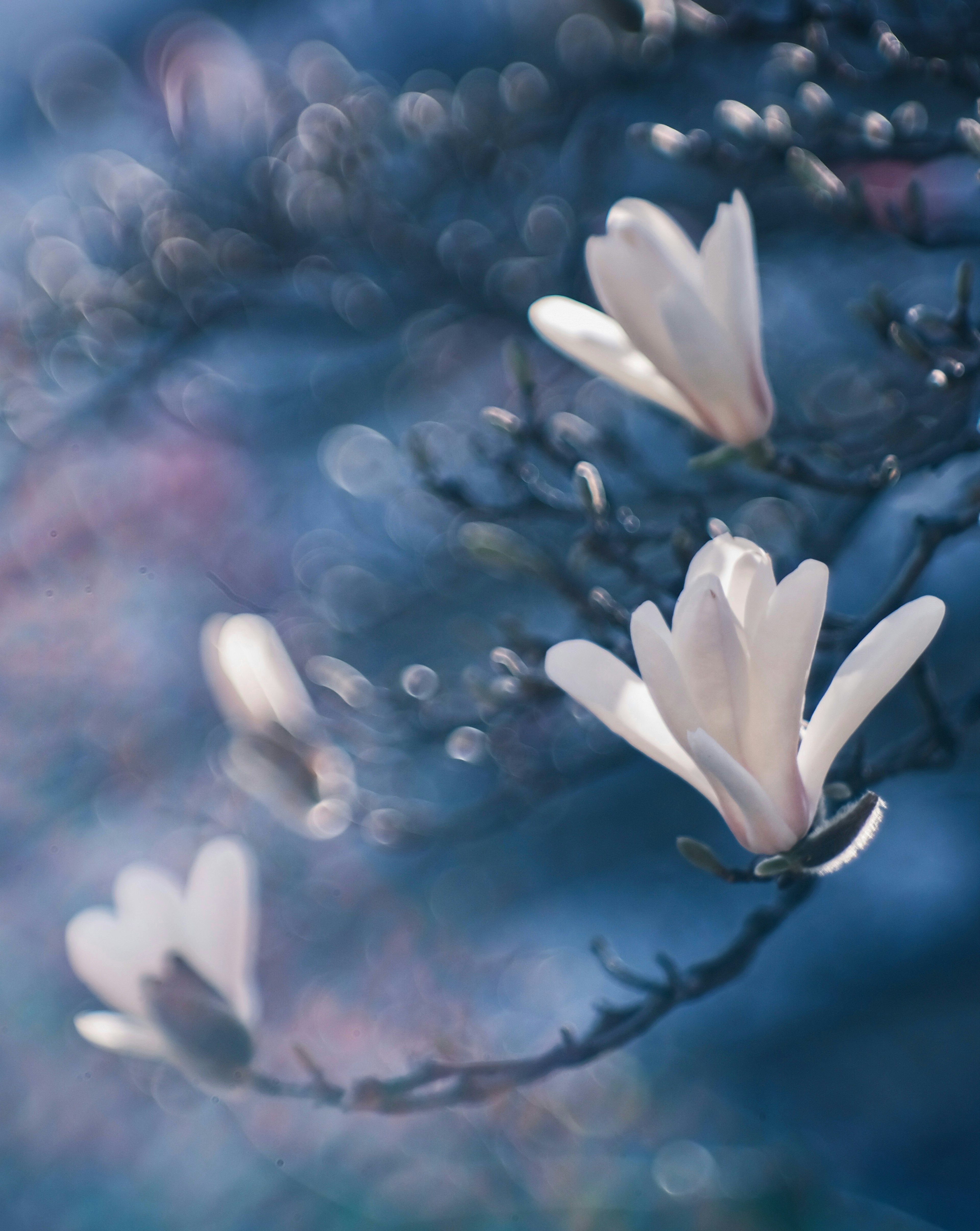 Weiches Fokusbild von weißen Blumen vor einem blauen Hintergrund