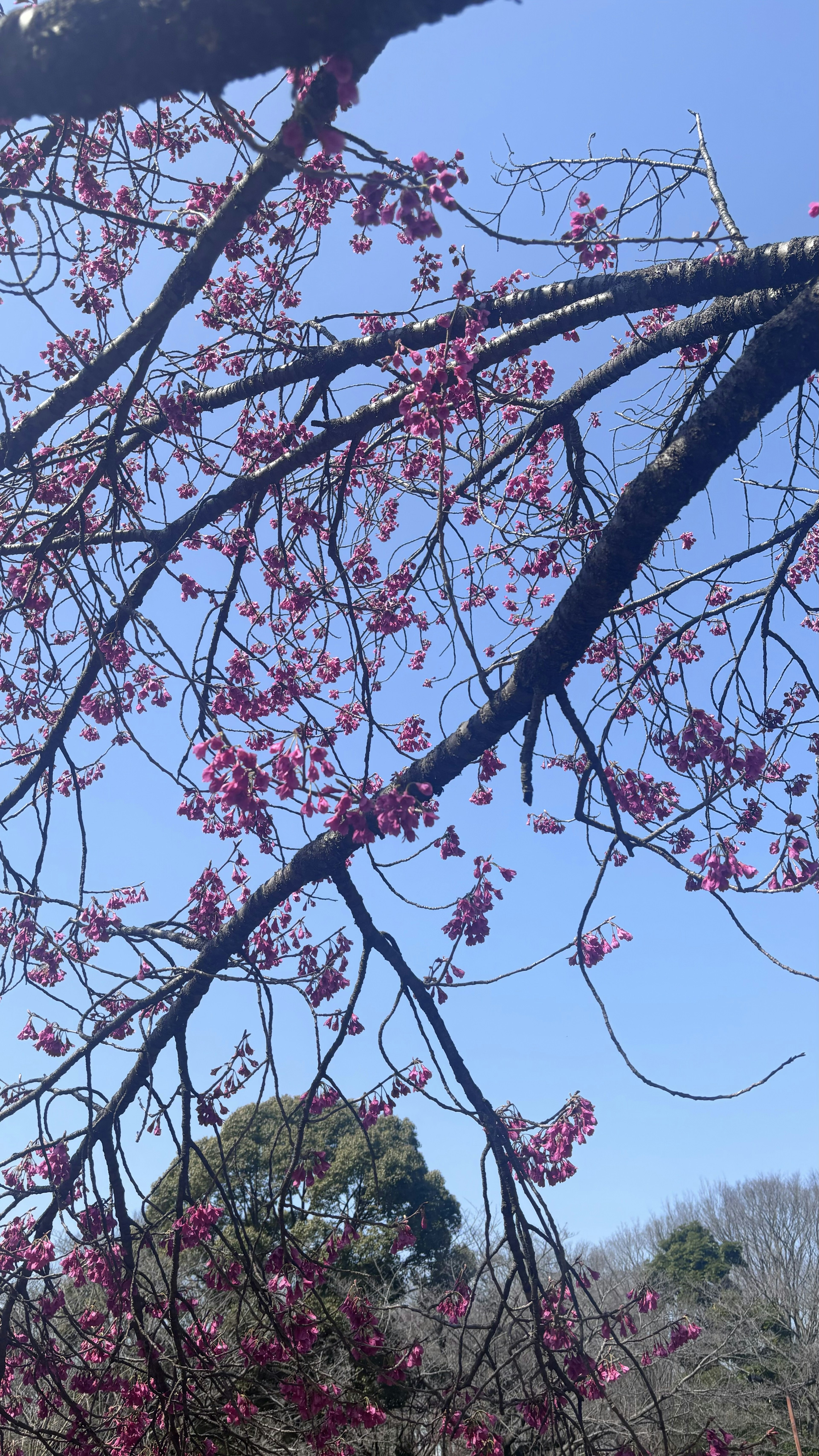 青空に映える桜の花が咲いている木の枝