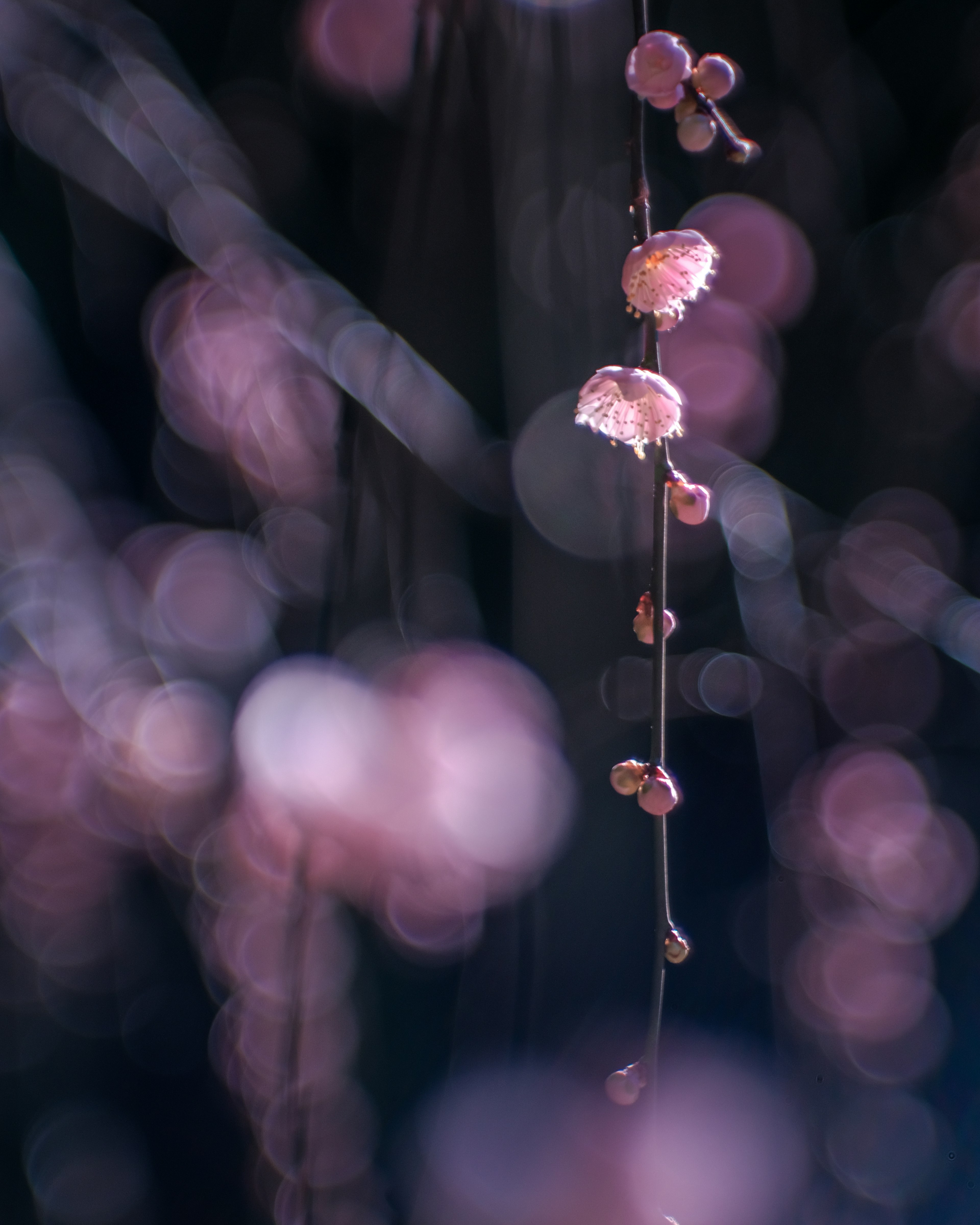 淡いピンクの花がぶら下がる枝のクローズアップ ボケた背景