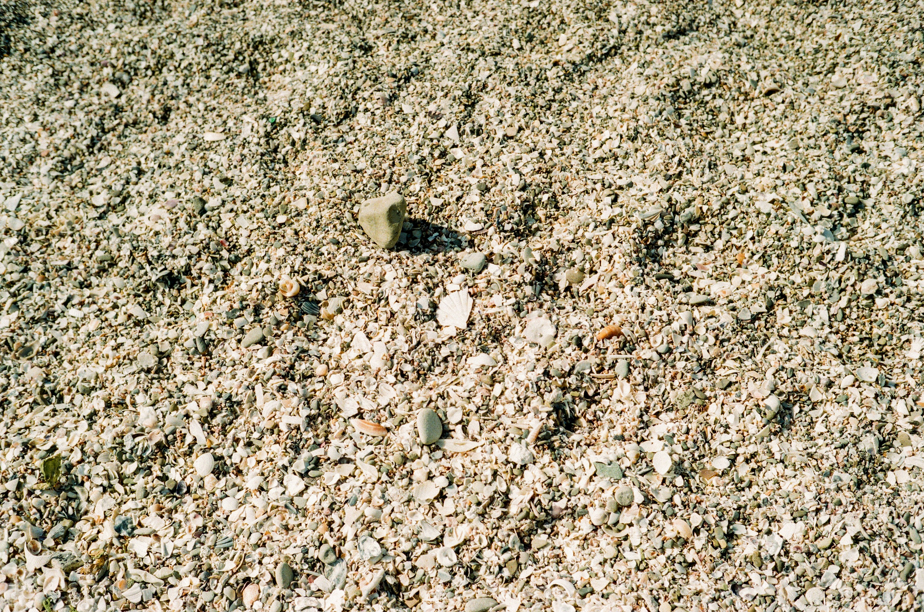 Detaillierte Ansicht von Muscheln und Kieselsteinen, die an einem Strand verstreut sind