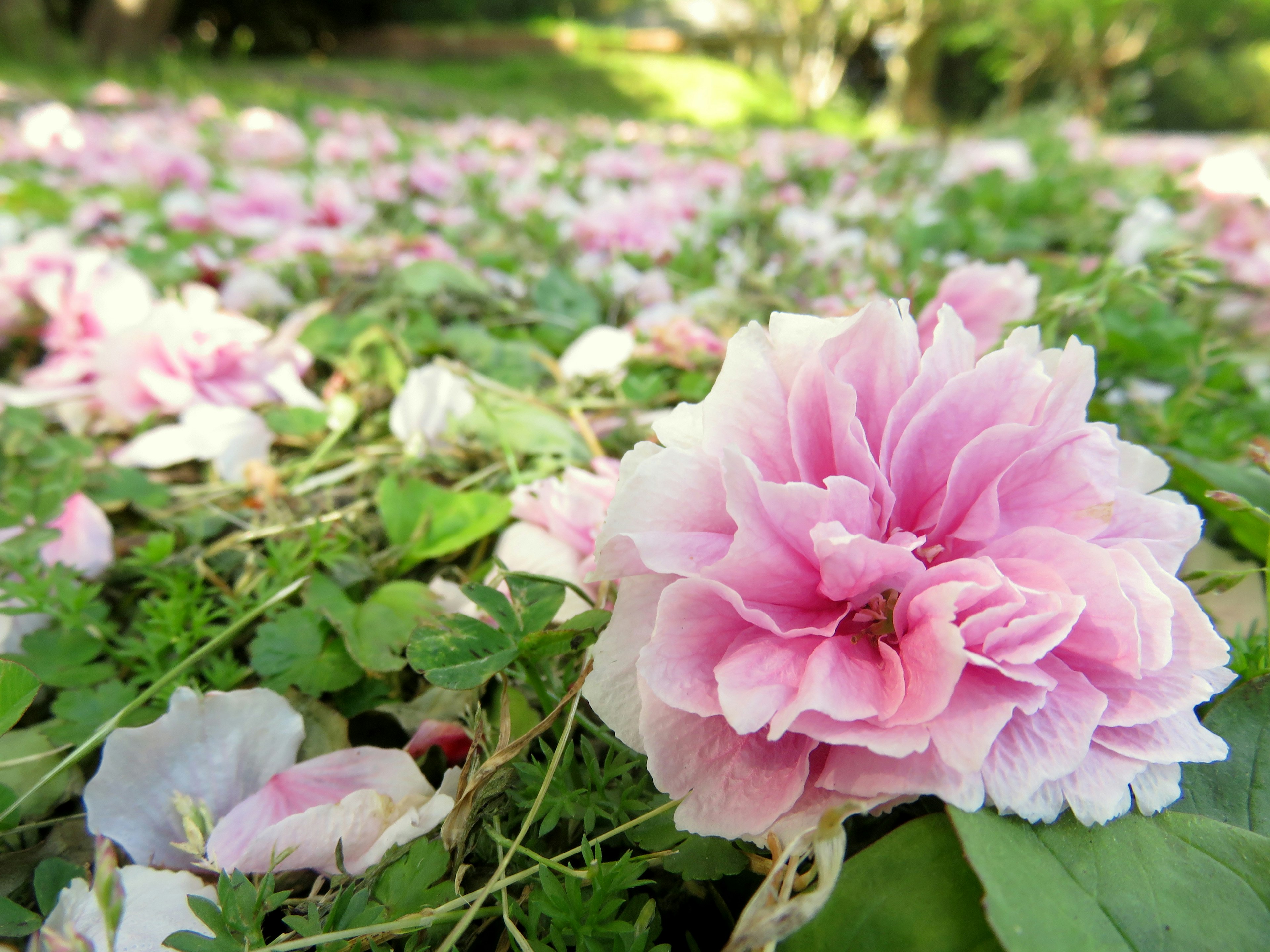 ピンクの花が咲いている緑の草の中の風景