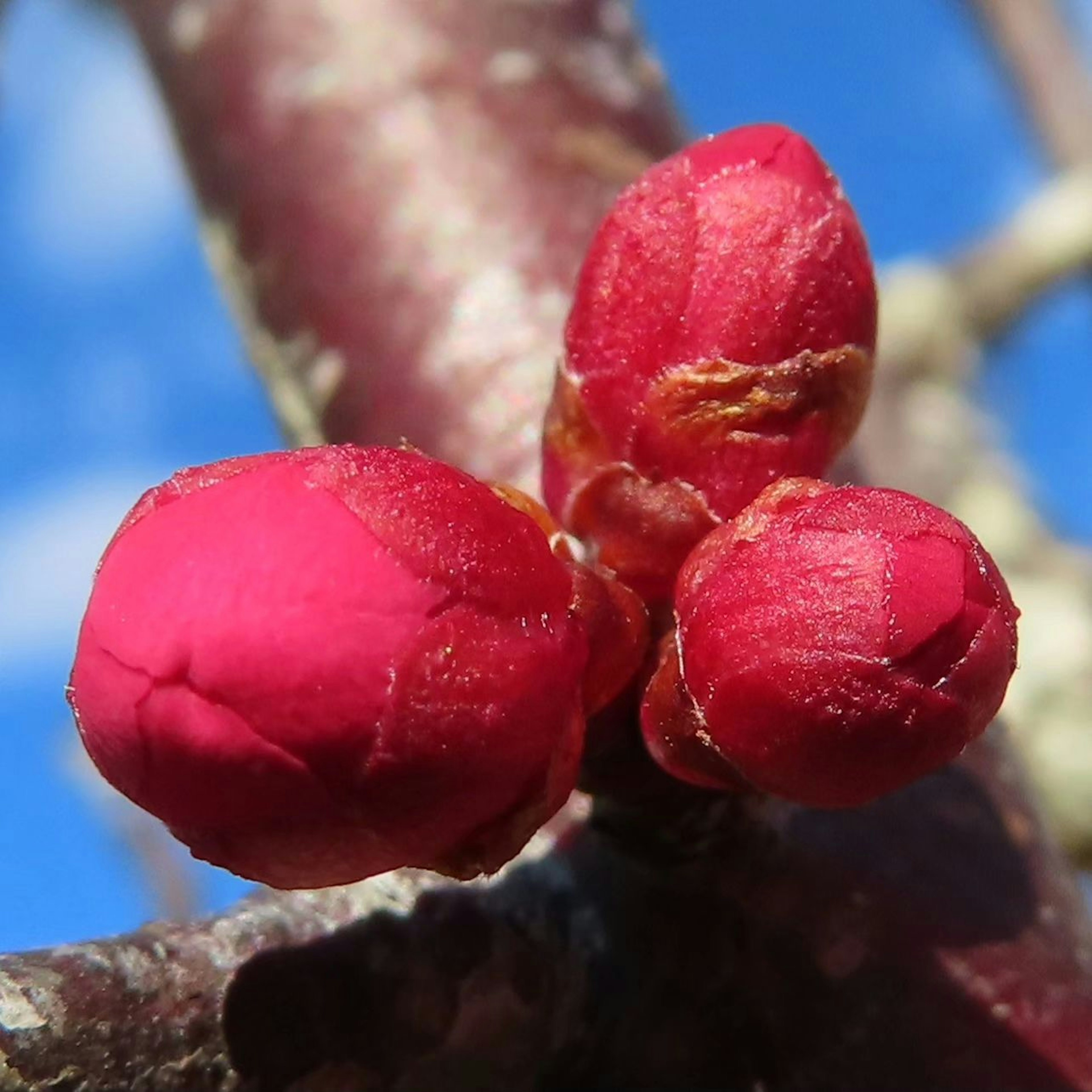 Red flower buds on a branch