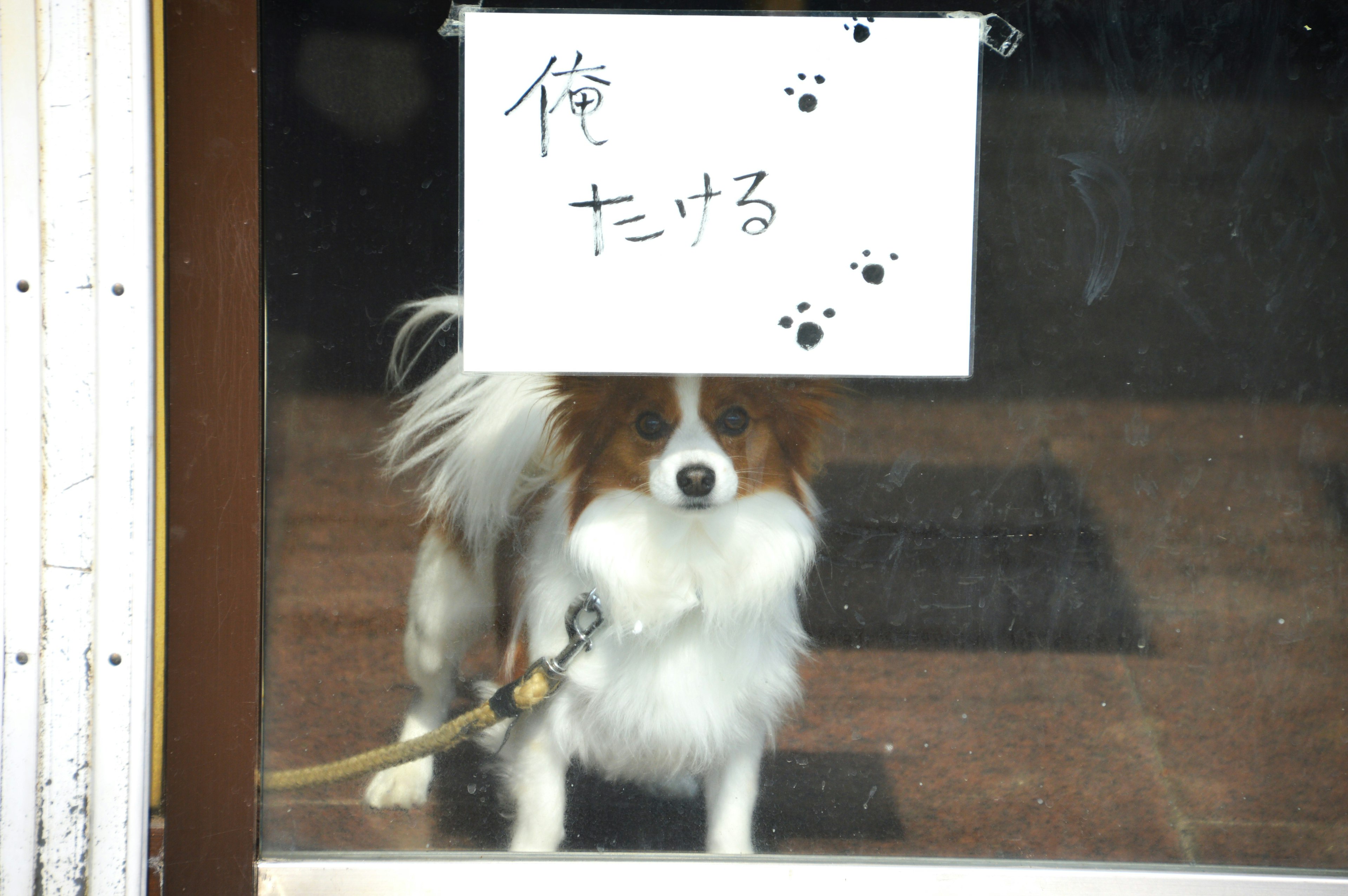 Cane davanti a una finestra con un messaggio sopra