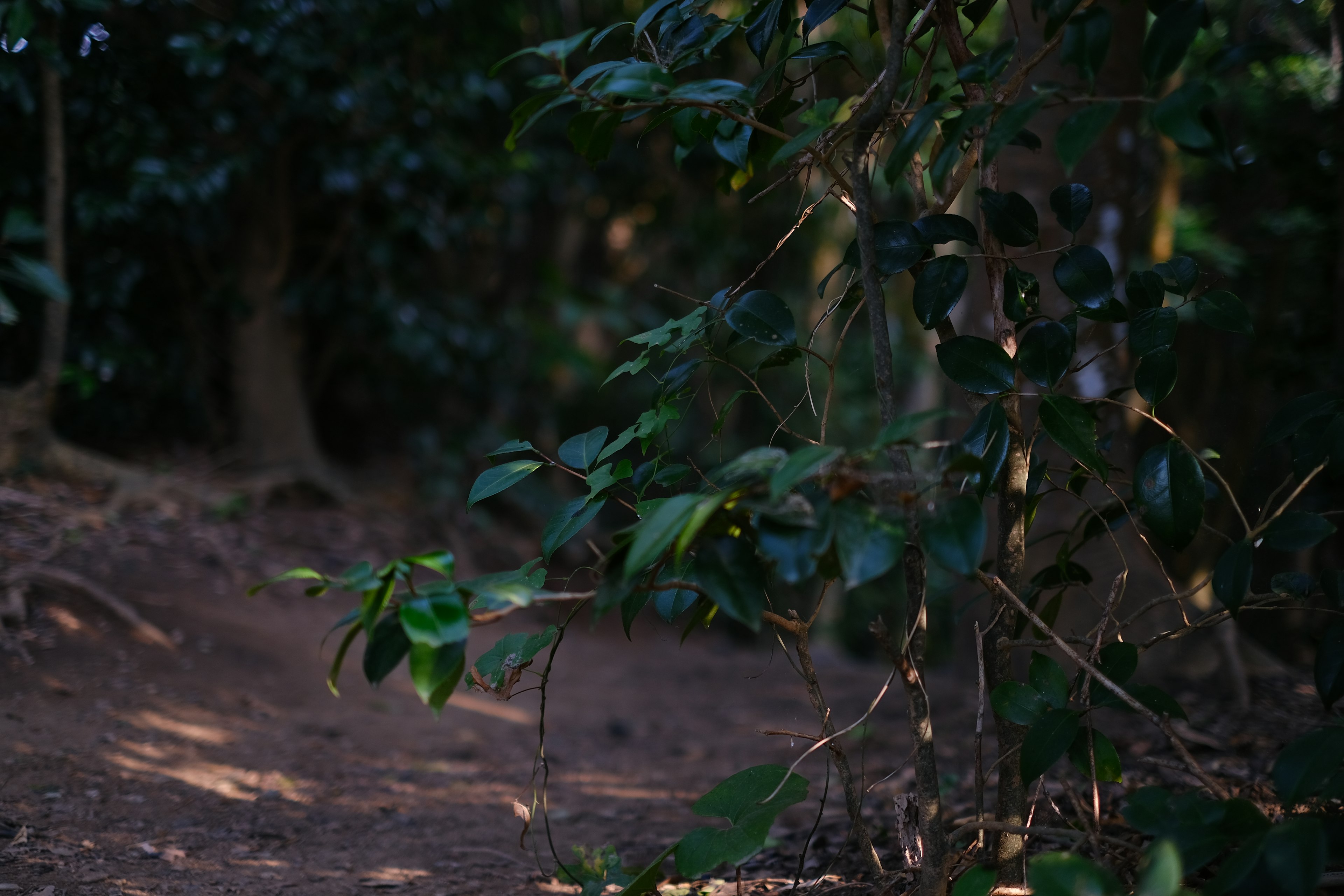 Escena de bosque con hojas verdes y un sendero de tierra