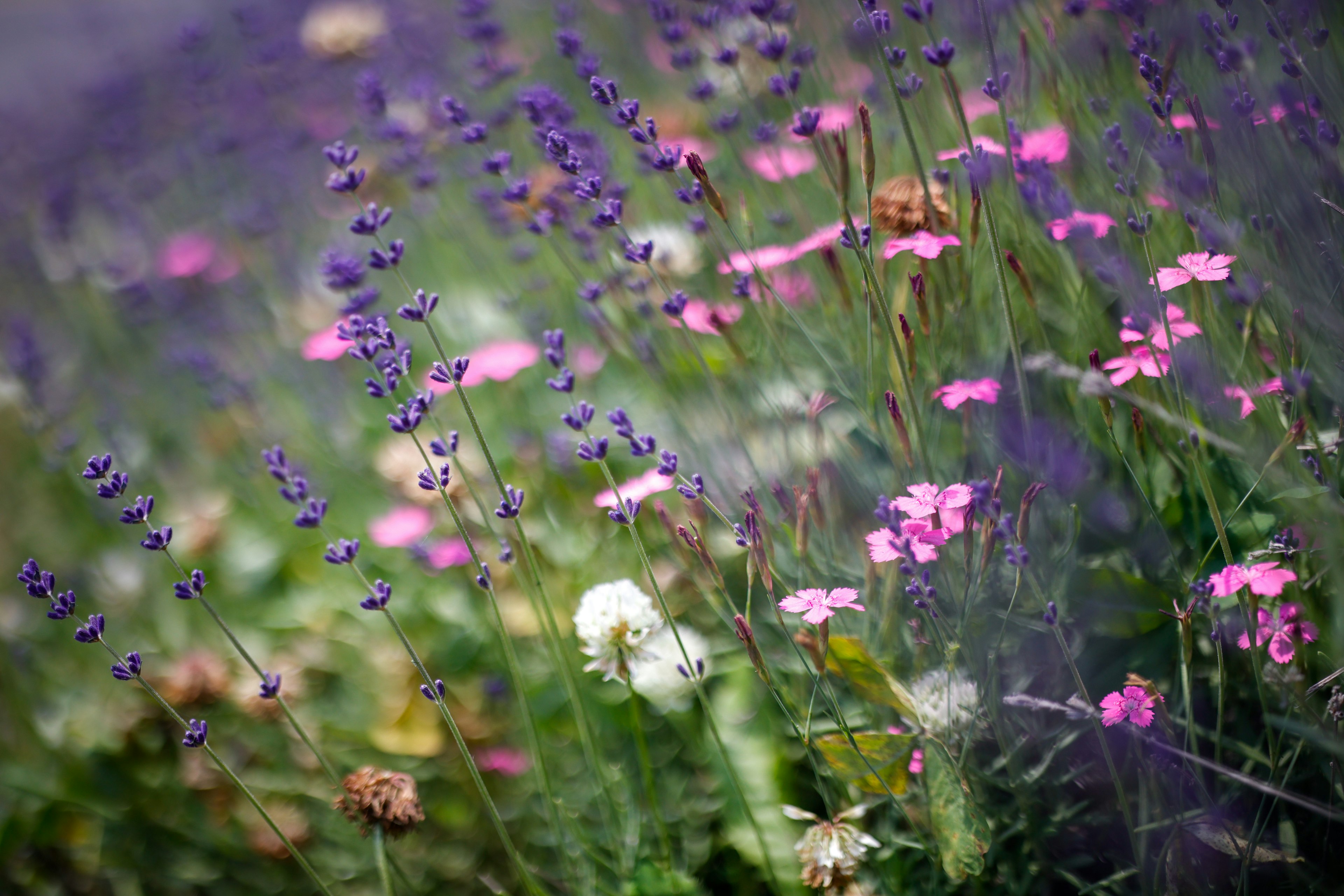 ดอกไม้หลากสีบานสะพรั่ง รวมถึงลาเวนเดอร์และดอกไม้สีชมพู