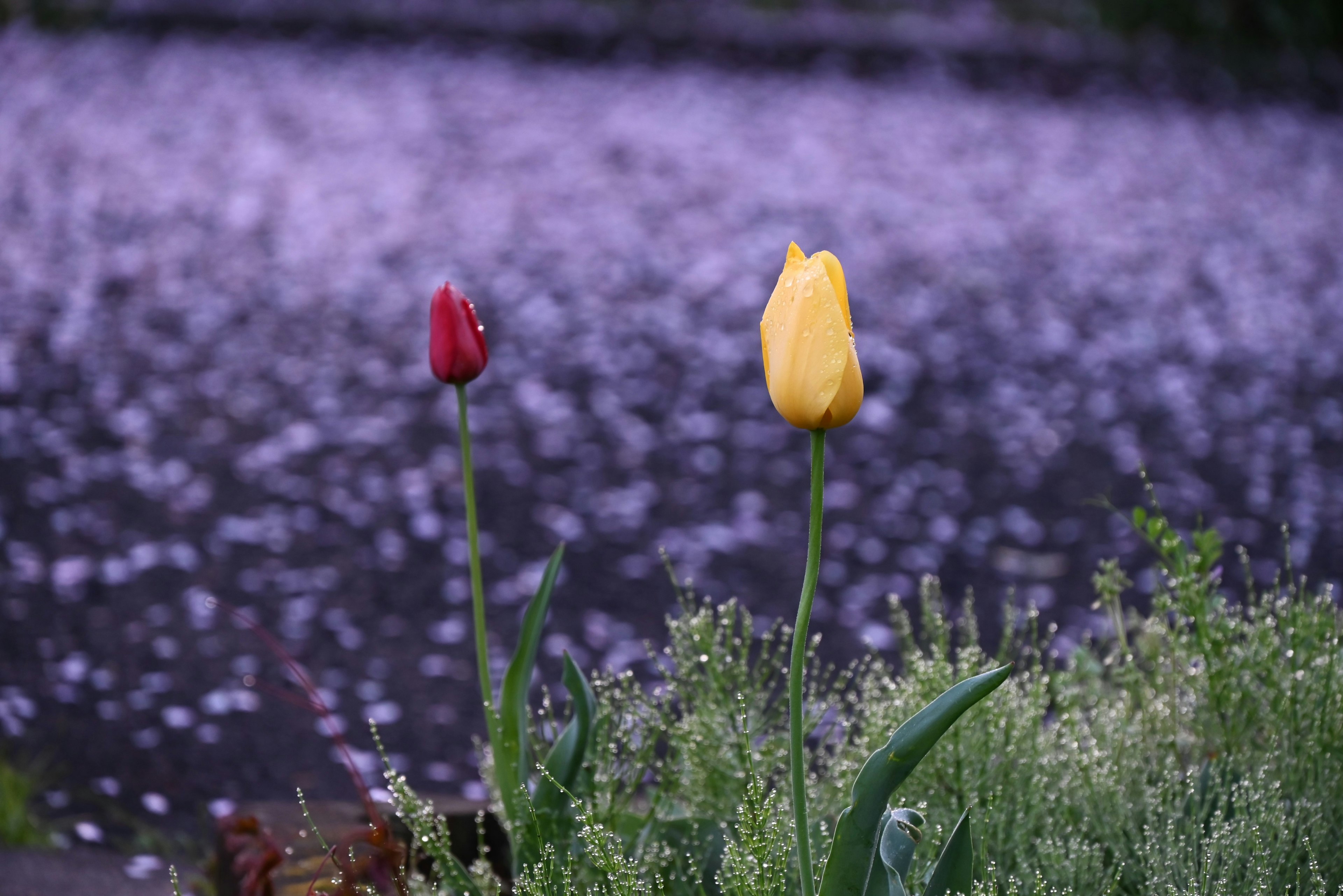 Red and yellow tulips blooming in a garden setting