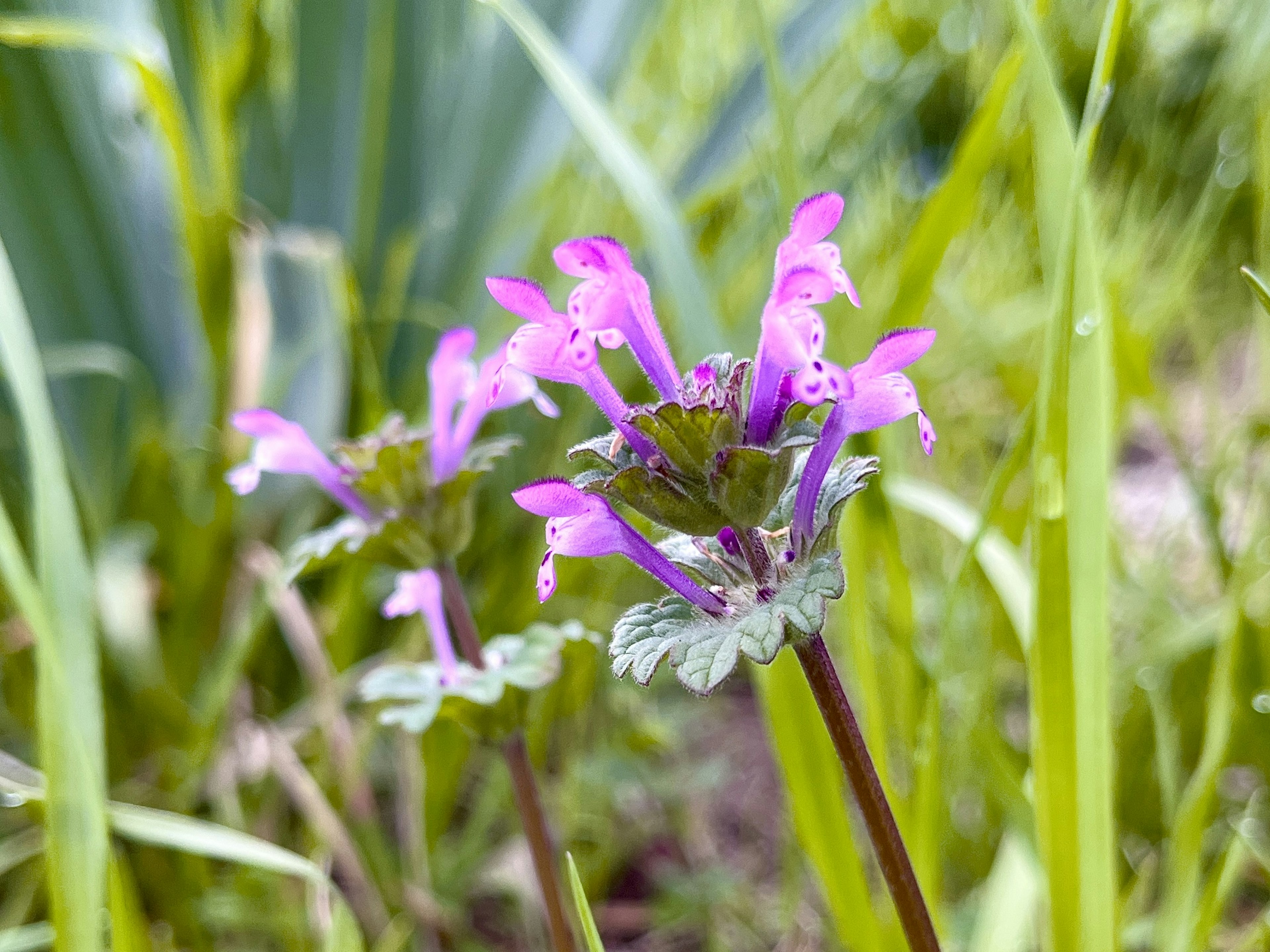 Fiori viola vivaci che sbocciano su uno sfondo verde