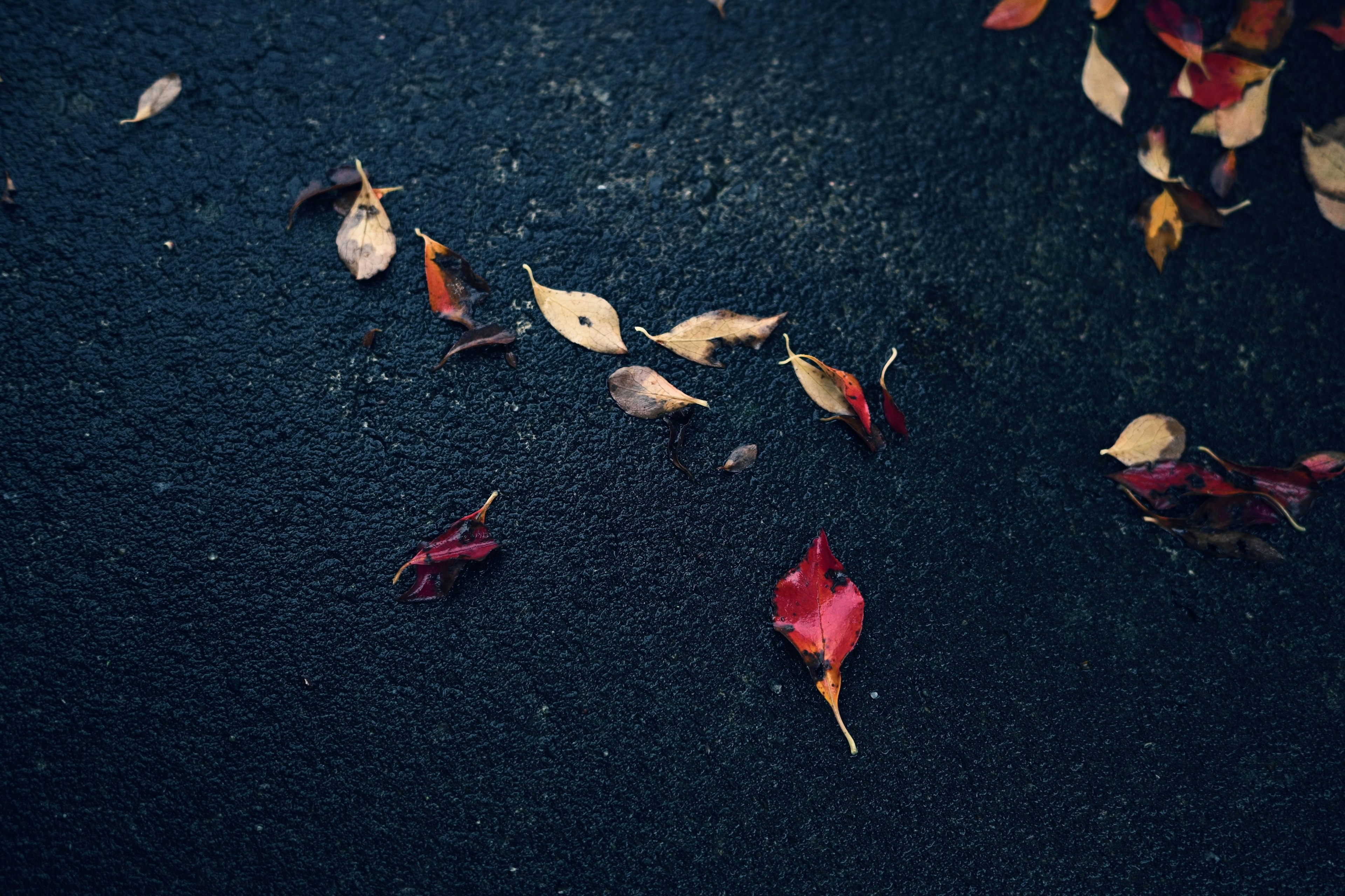 Scattered red and yellow leaves on the ground