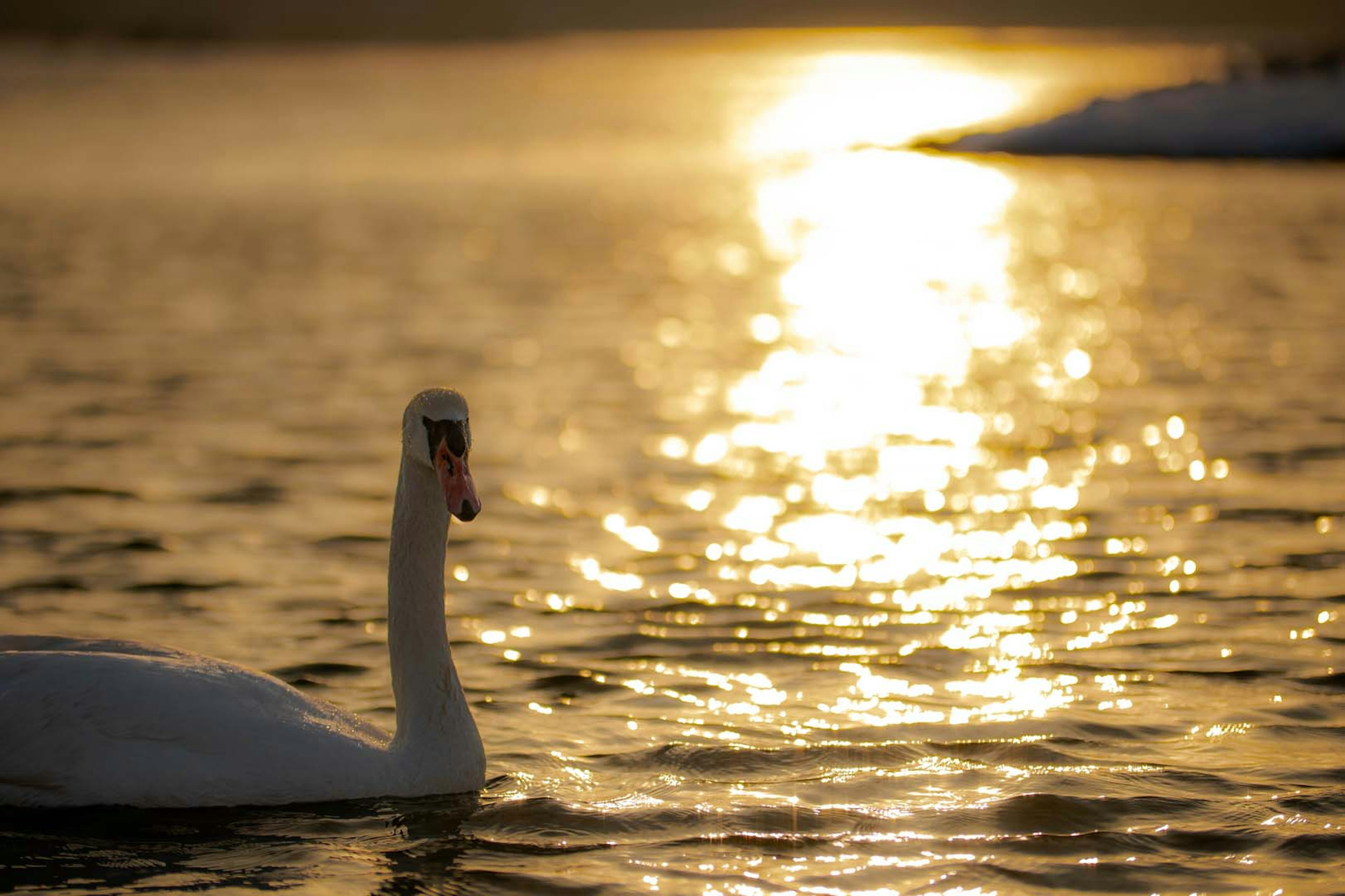 Ein schöner Schwan gleitet über einen ruhigen See mit goldenen Sonnenuntergangsreflexionen