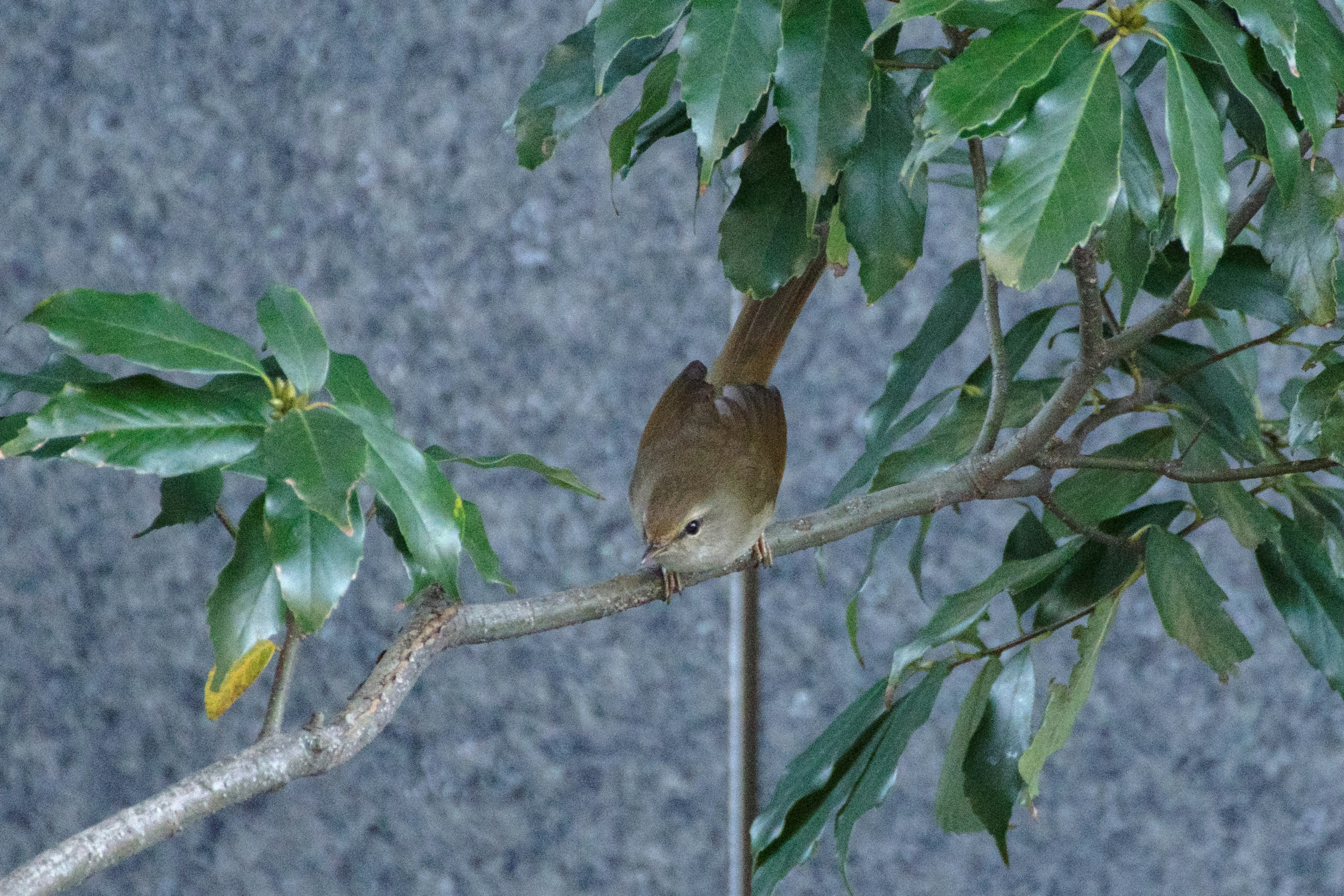 Seekor burung kecil bertengger di antara daun hijau di cabang