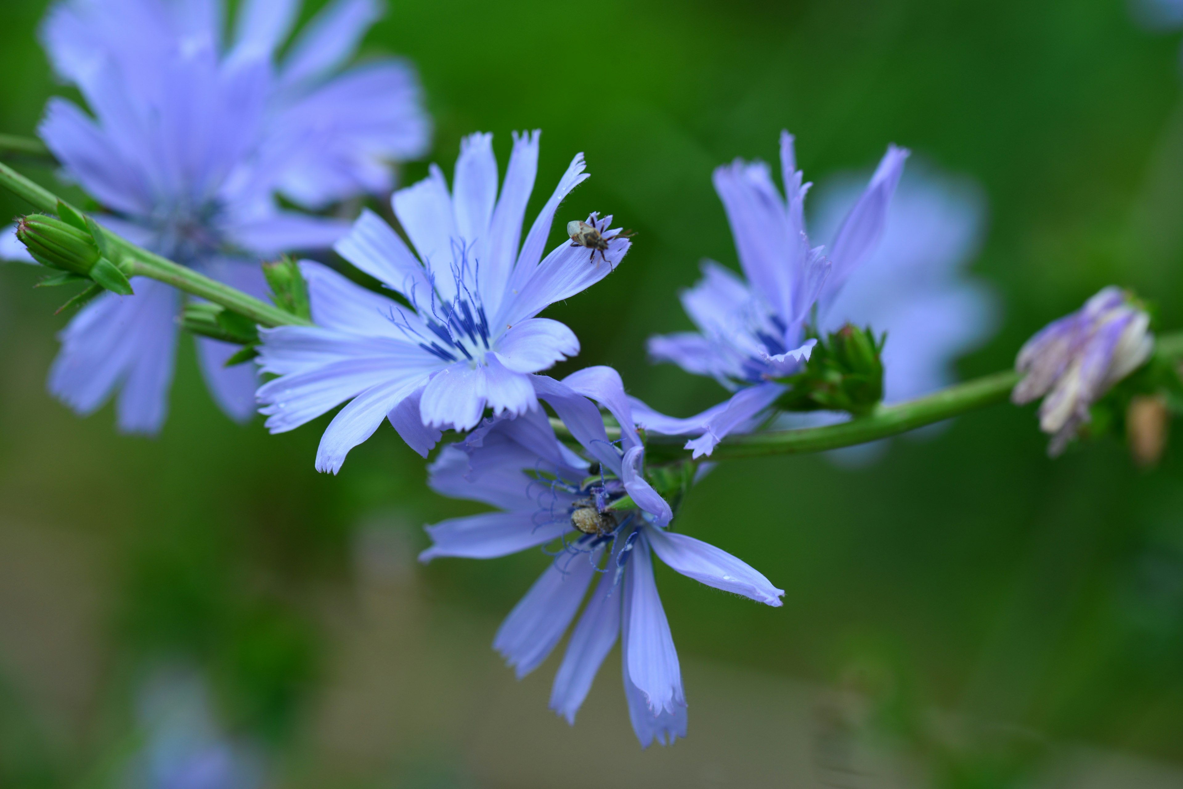 Light purple flowers blooming against a green background