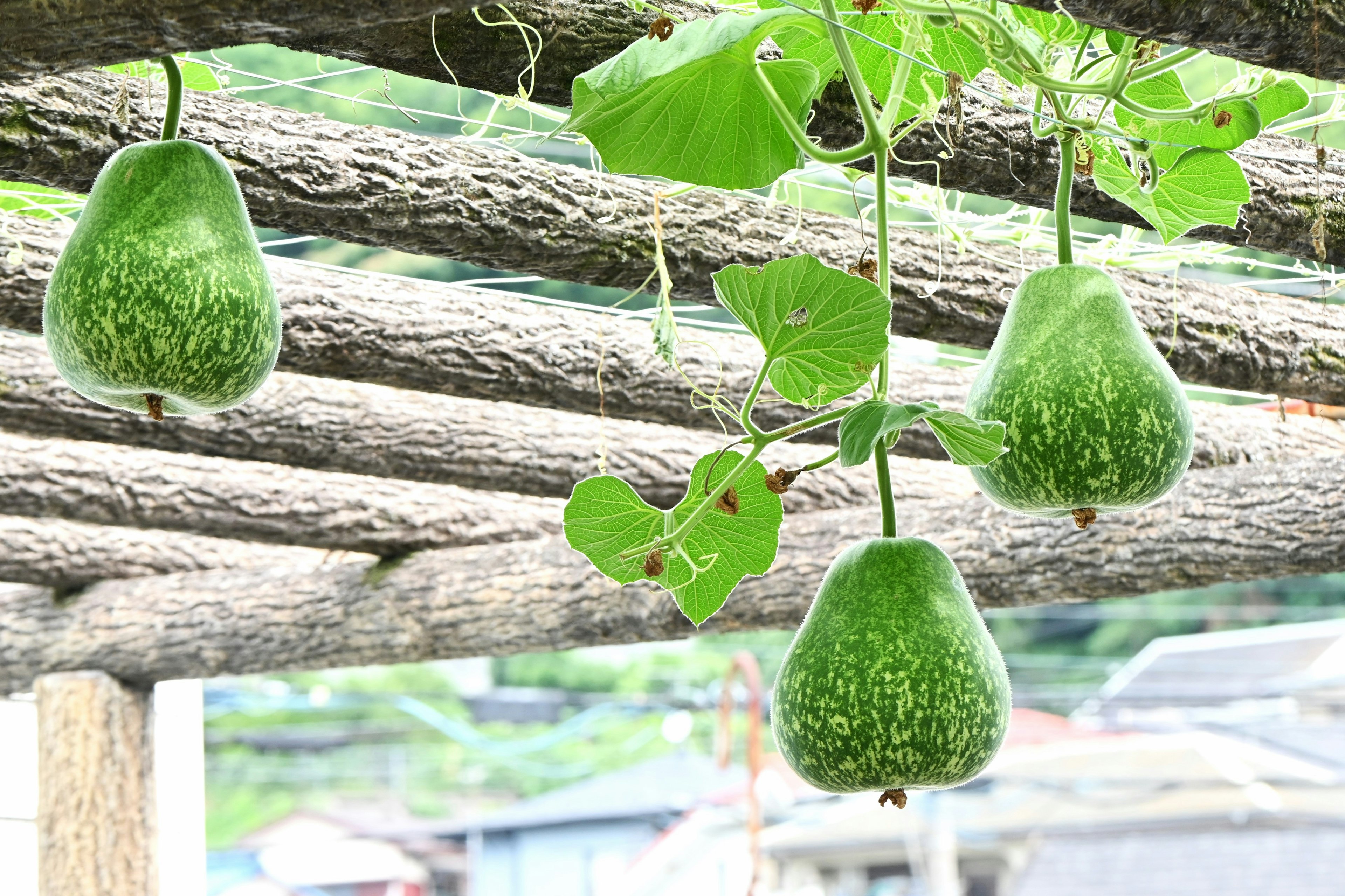 Green avocados hanging from a wooden trellis with leaves