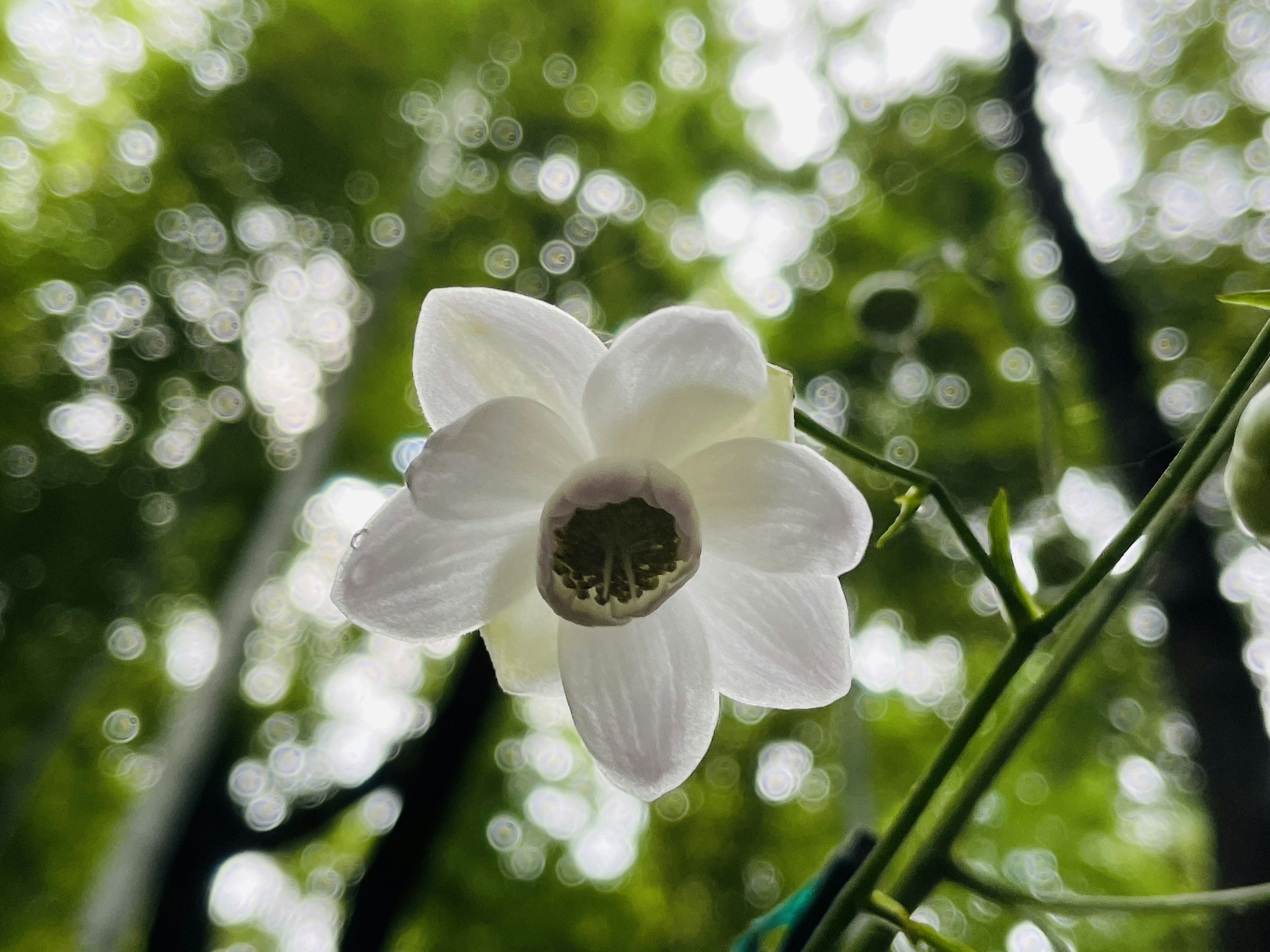 Un fiore bianco che sboccia su uno sfondo verde