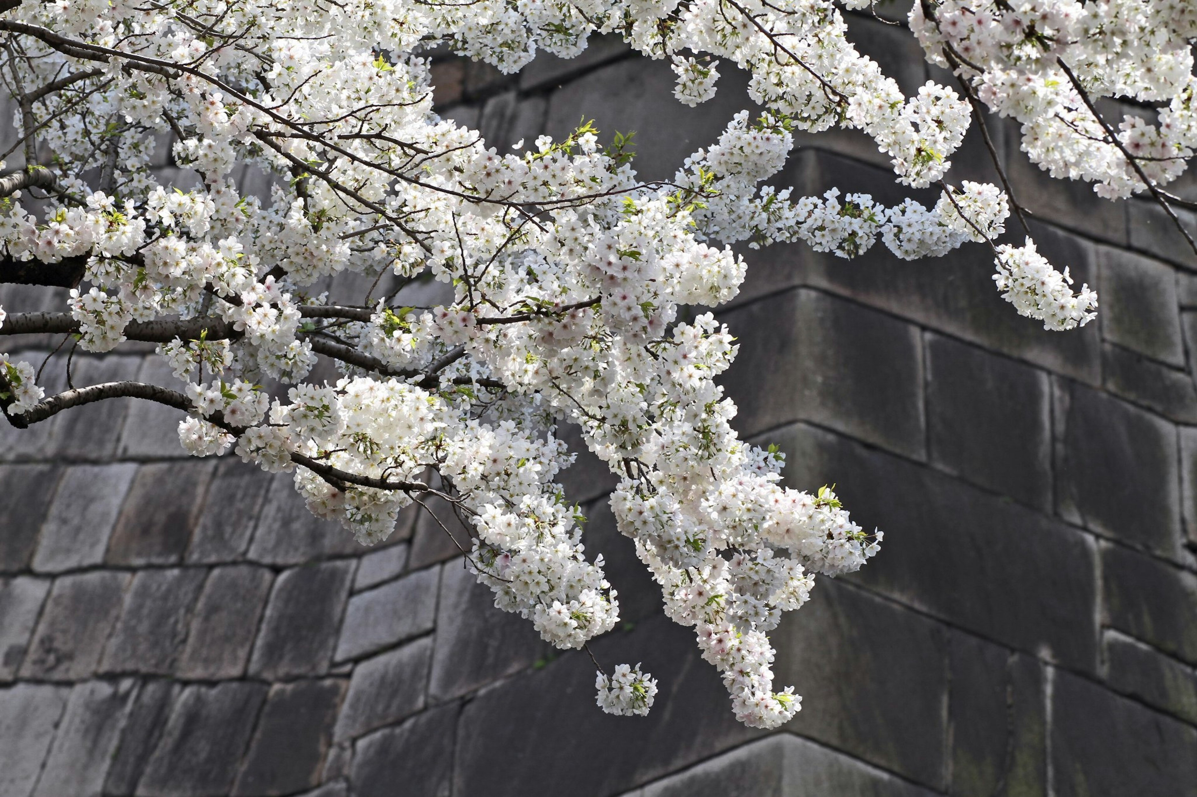 White cherry blossoms against a dark stone wall