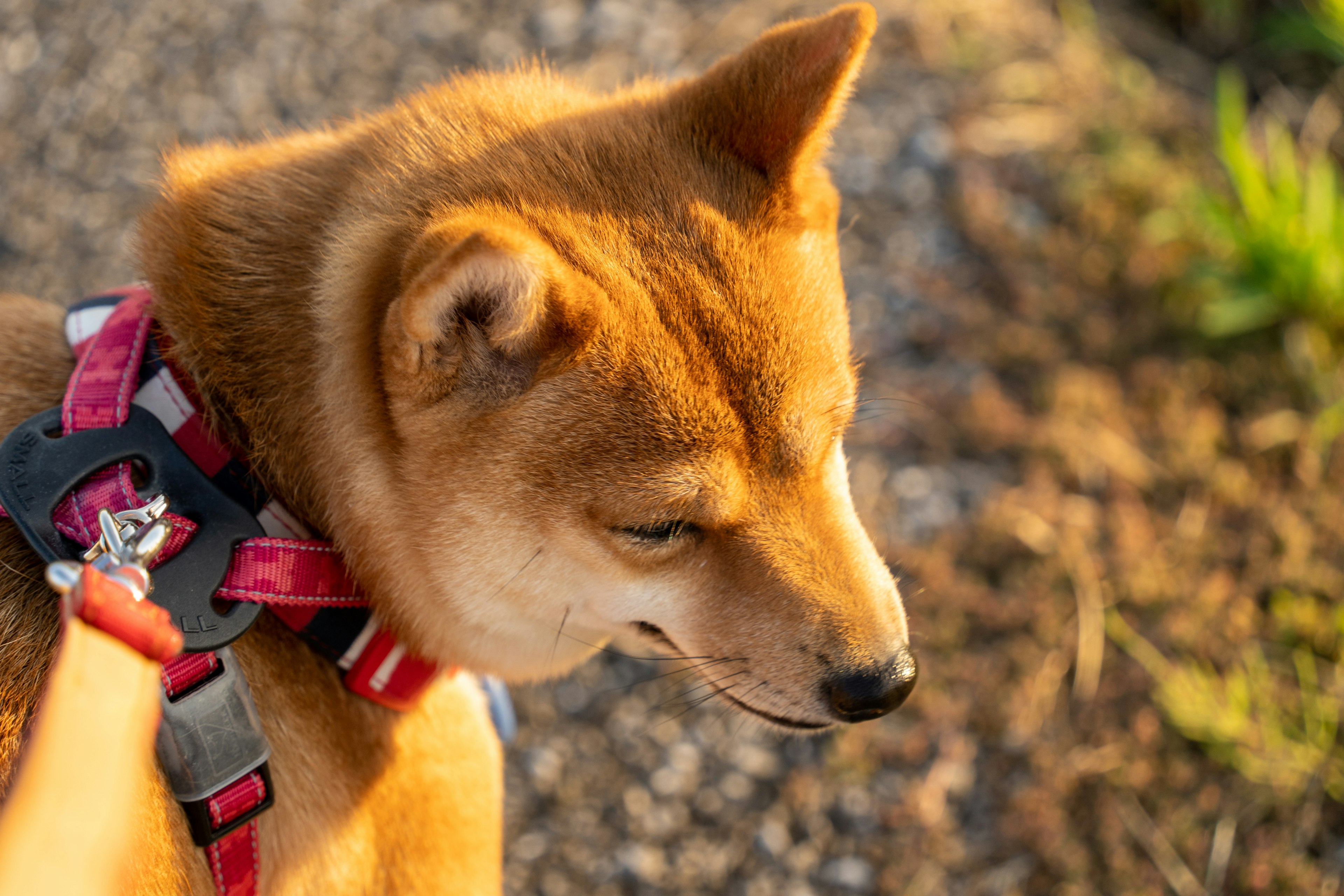 夕日を浴びた柴犬が散歩している姿