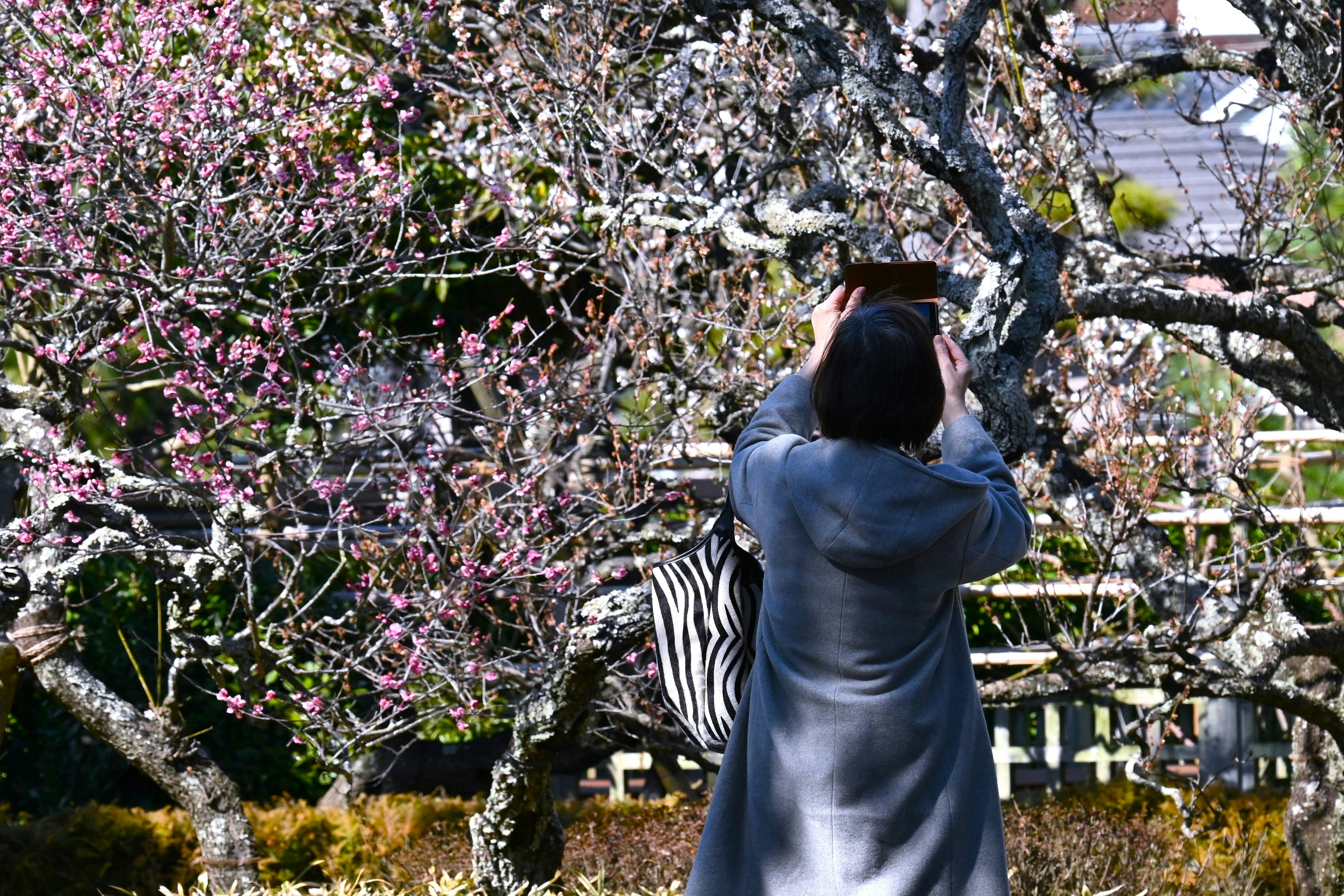 Wanita yang mengambil foto di depan pohon sakura yang mekar