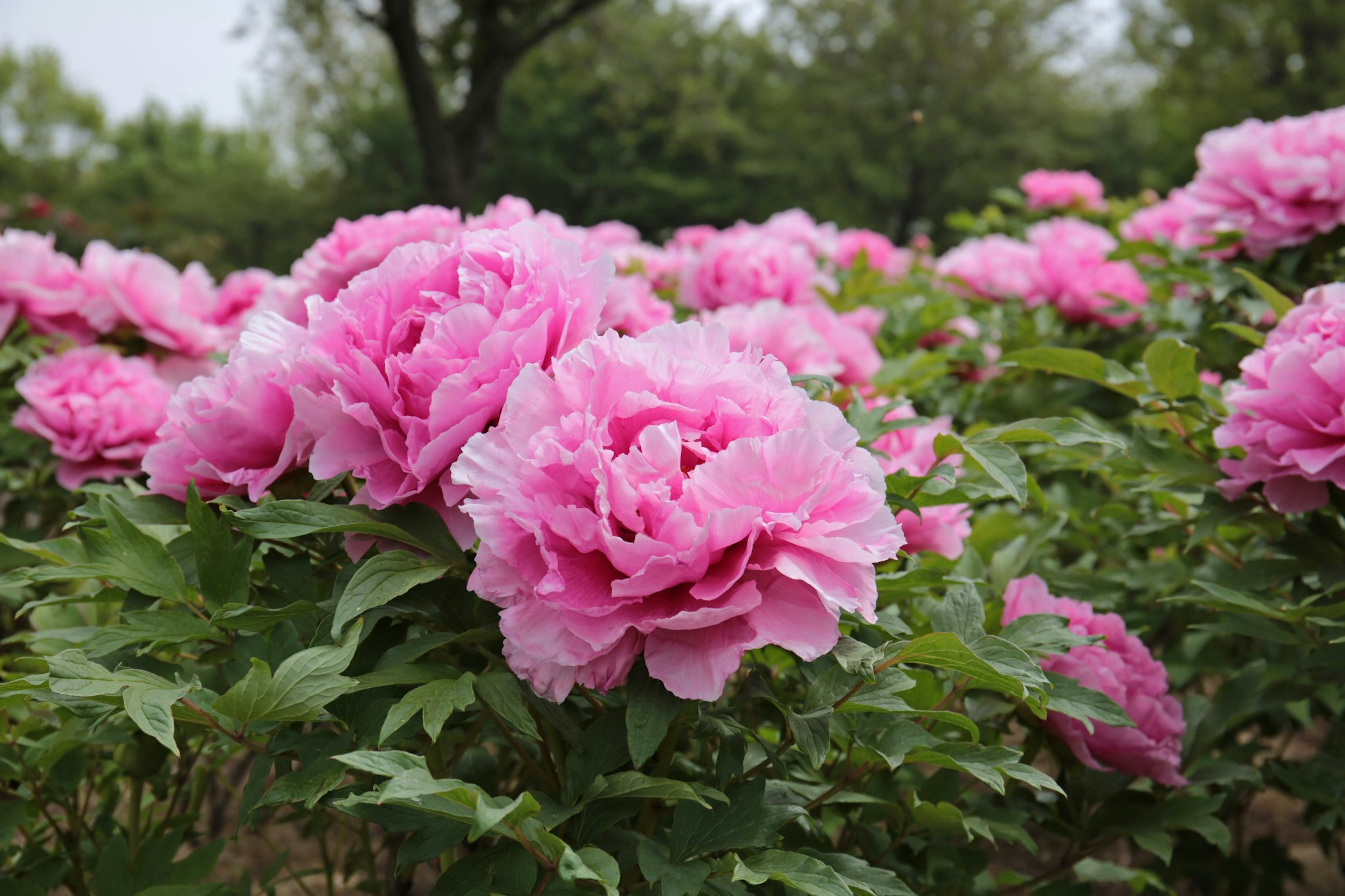 Fleurs roses vibrantes en fleurs dans un jardin