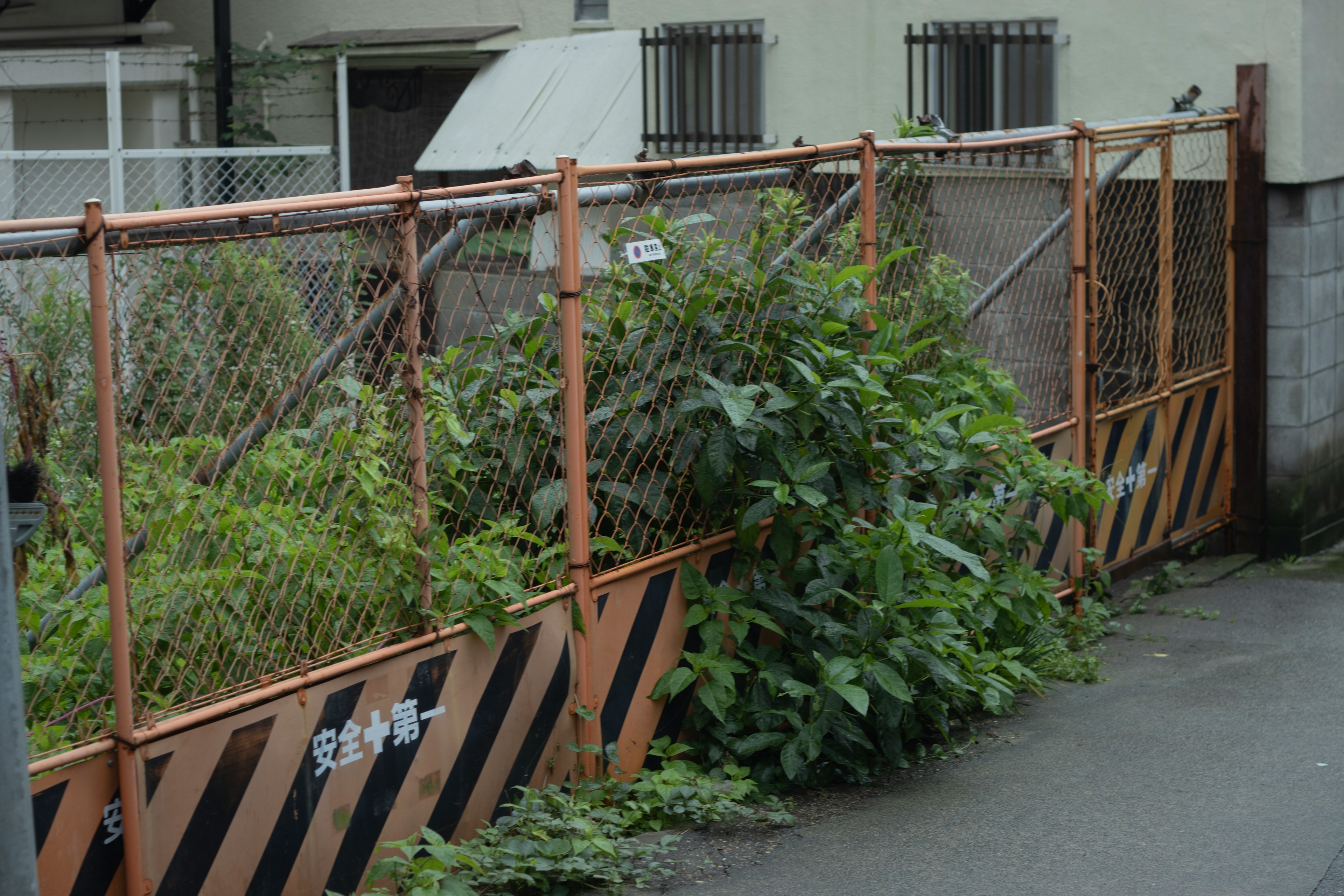 Image d'une clôture envahie par la verdure