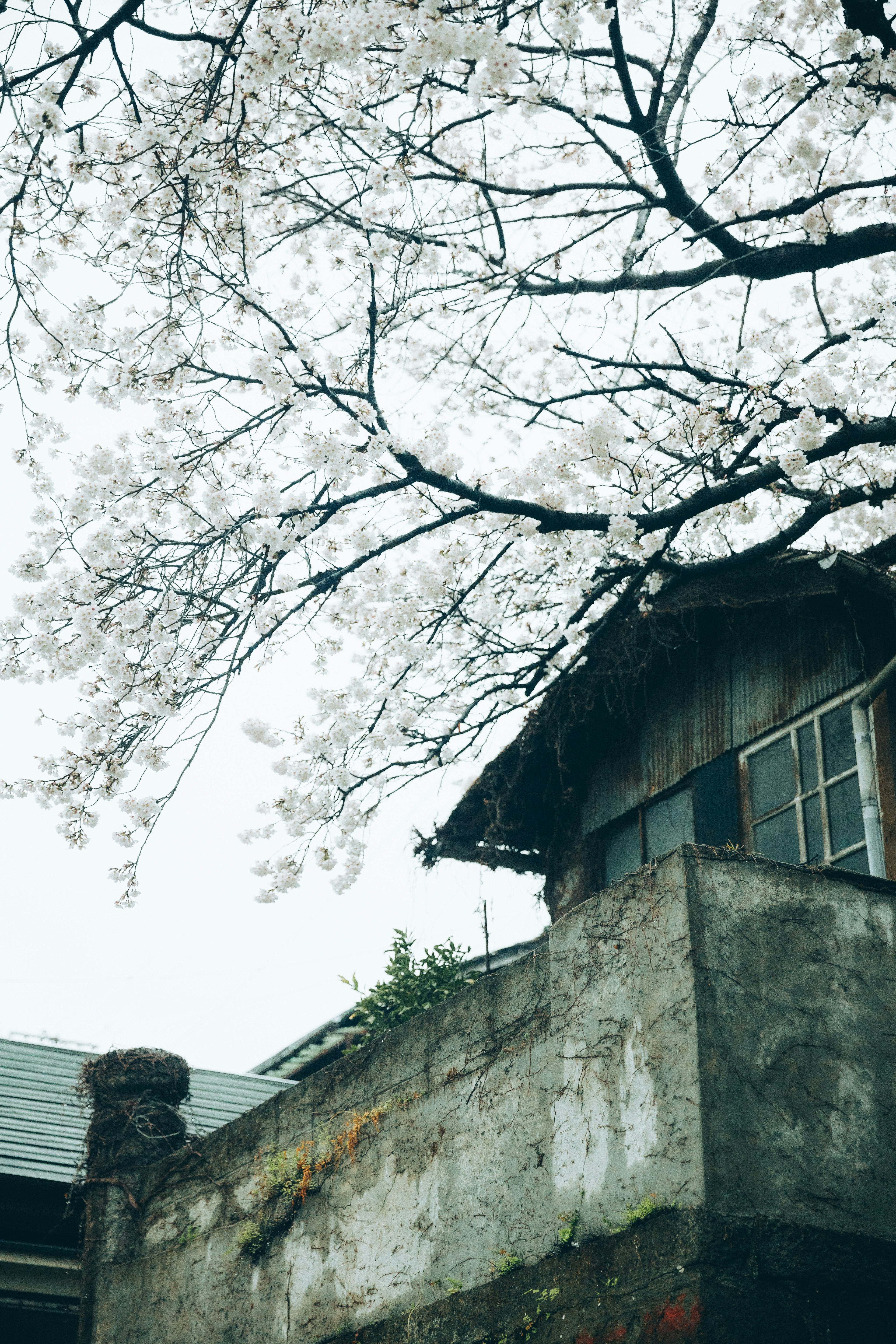 A large tree with blooming cherry blossoms above an old house