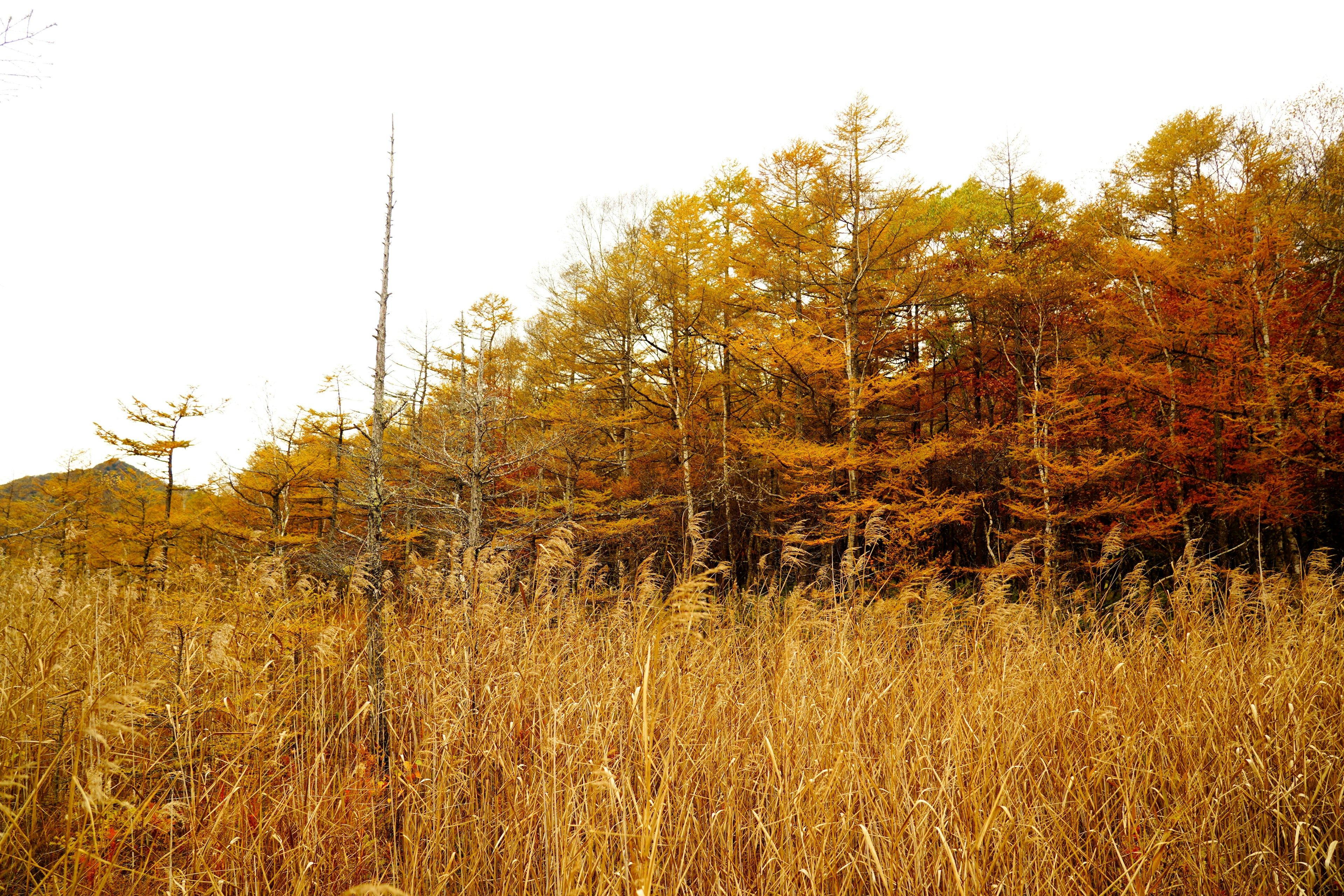 Bosque con colores de otoño y pradera dorada