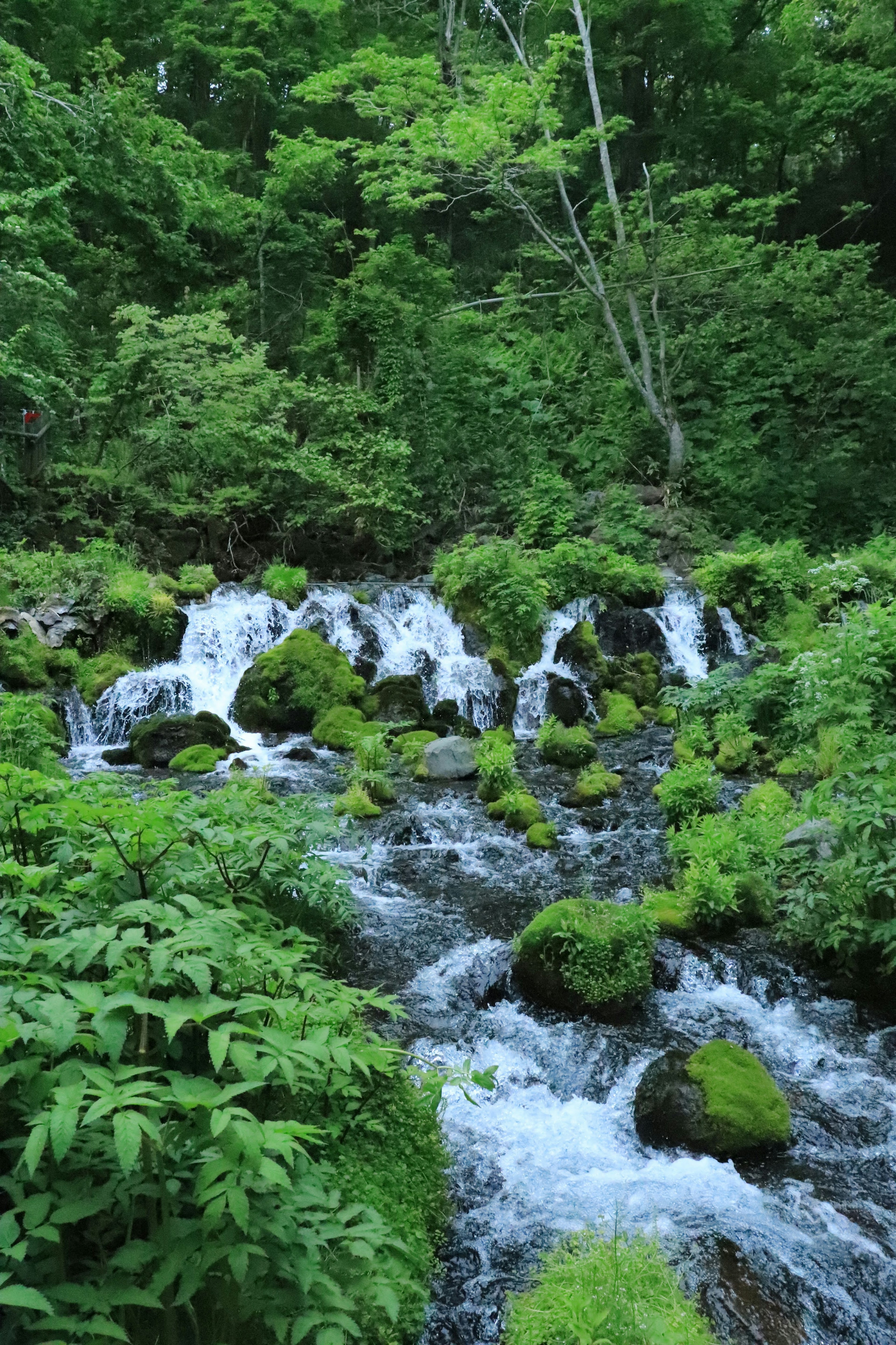 Clear stream flowing through lush green forest with mossy rocks