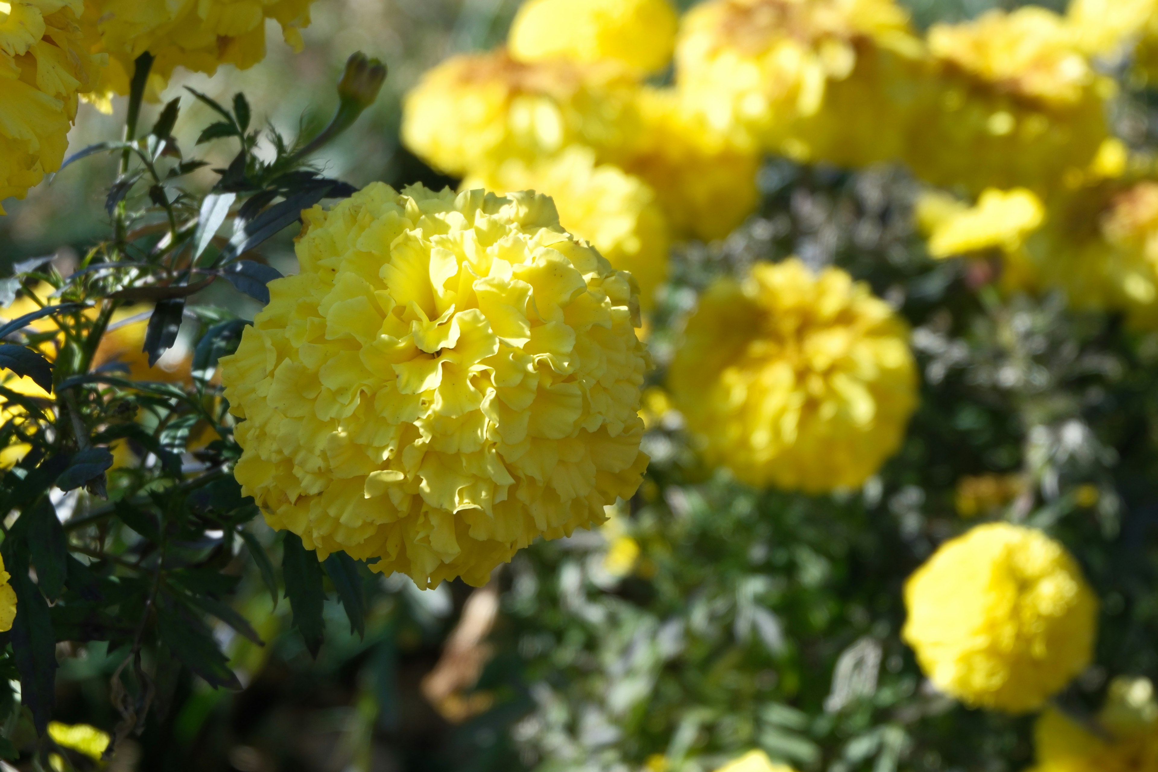 黄色いマリーゴールドの花が咲いている庭の風景