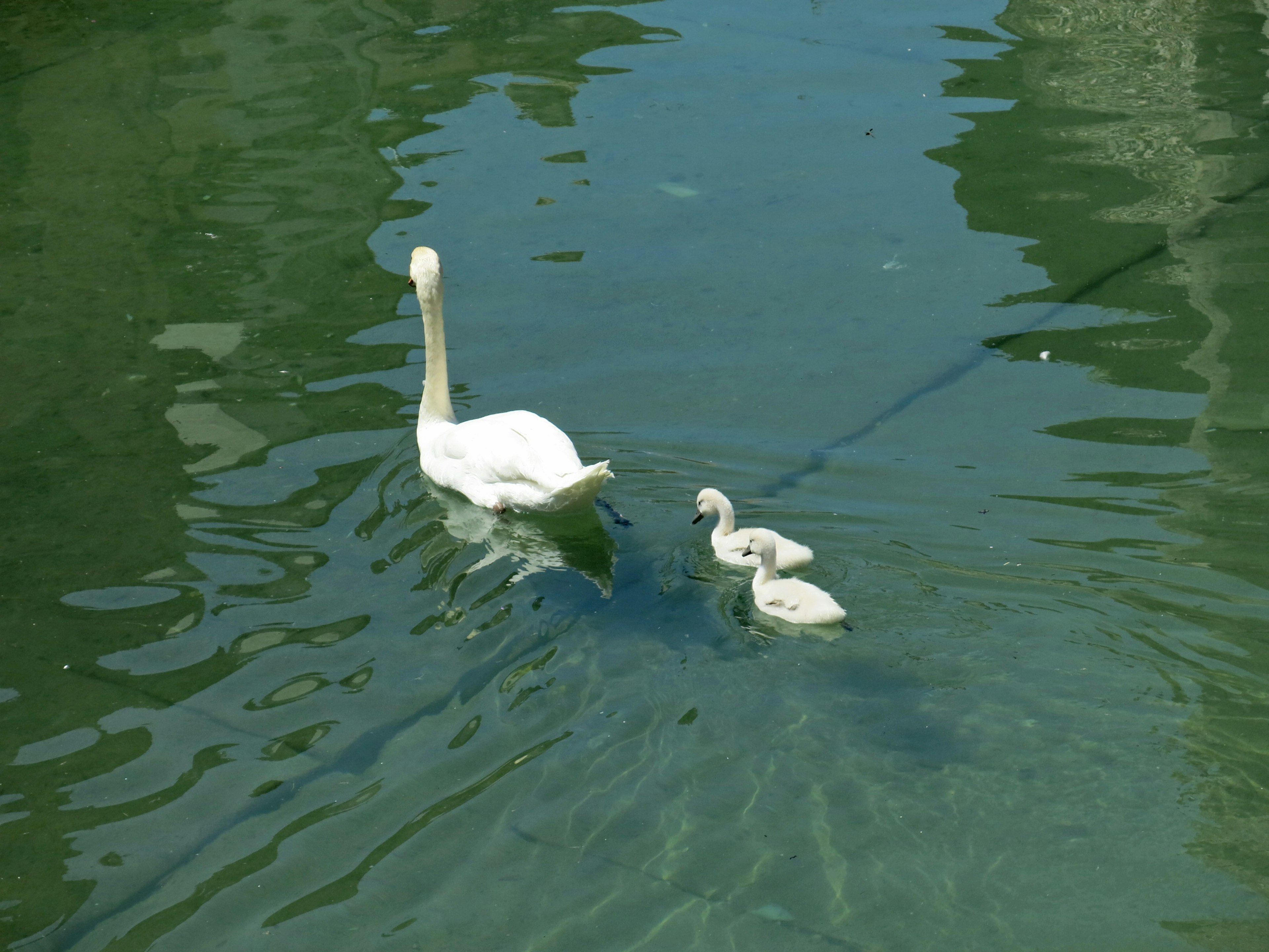 A swan and two cygnets swimming on a calm water surface