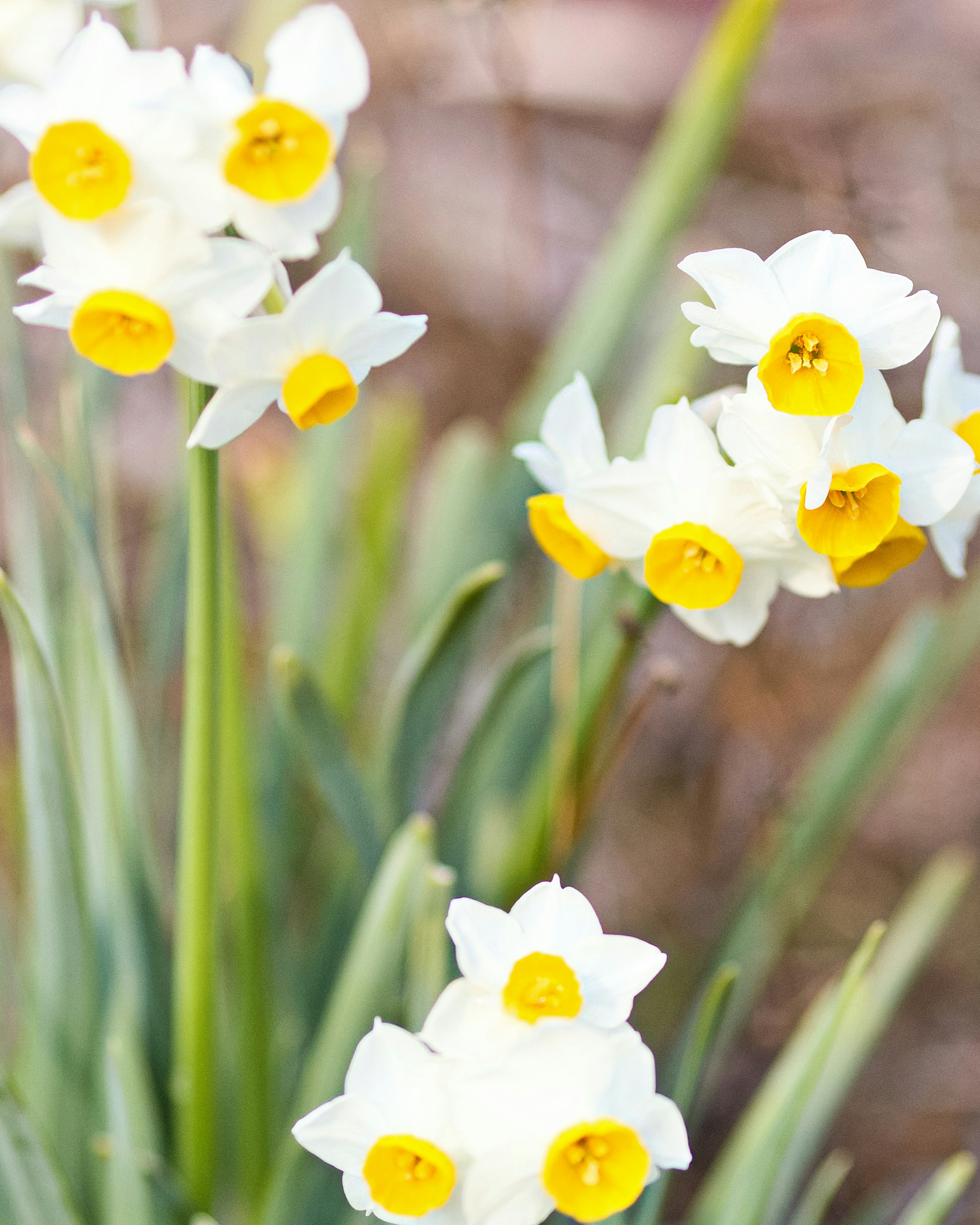 Sekelompok bunga daffodil putih dengan pusat kuning yang mekar di taman