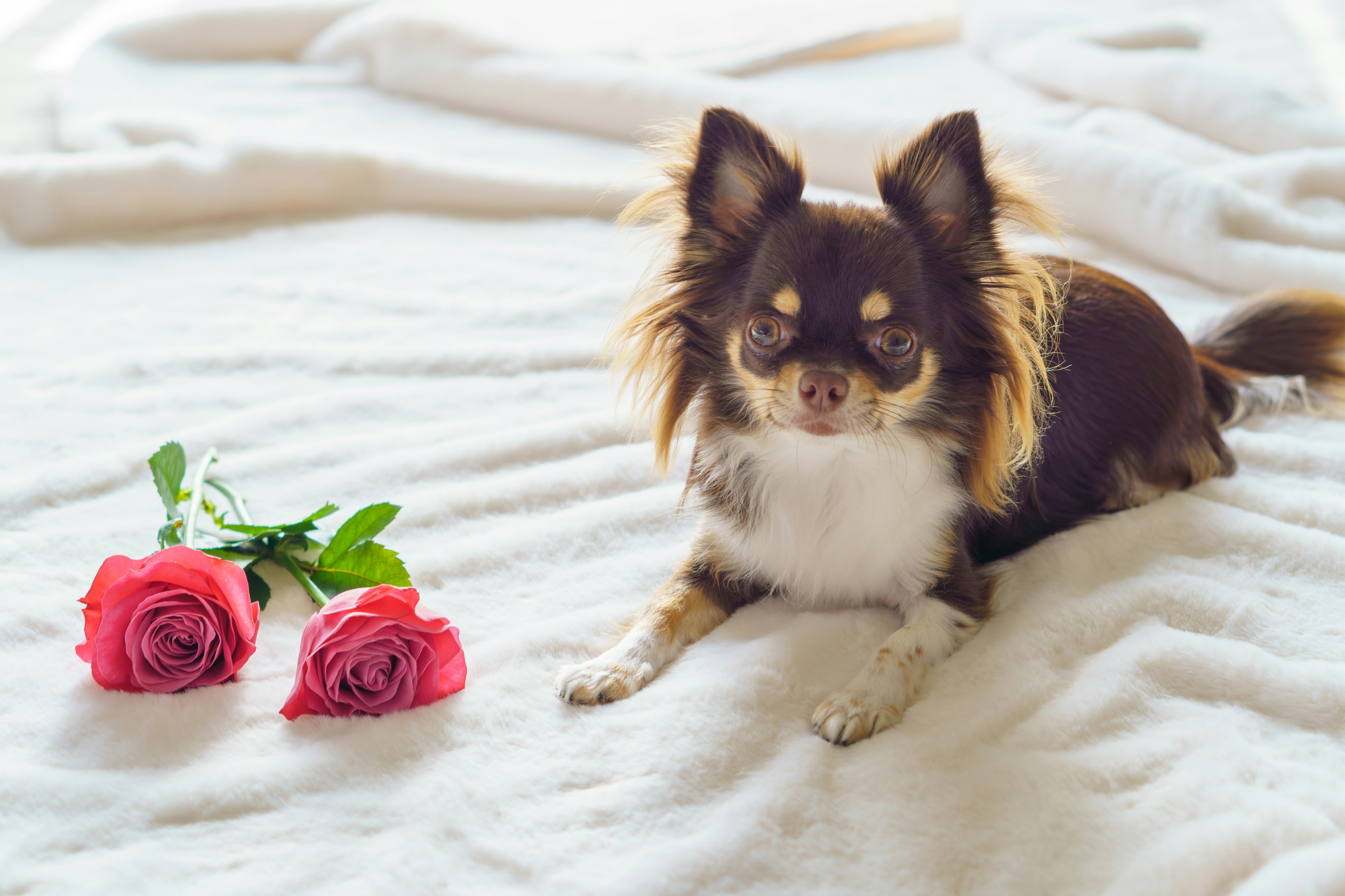 A brown Chihuahua lying on a white blanket with two roses nearby