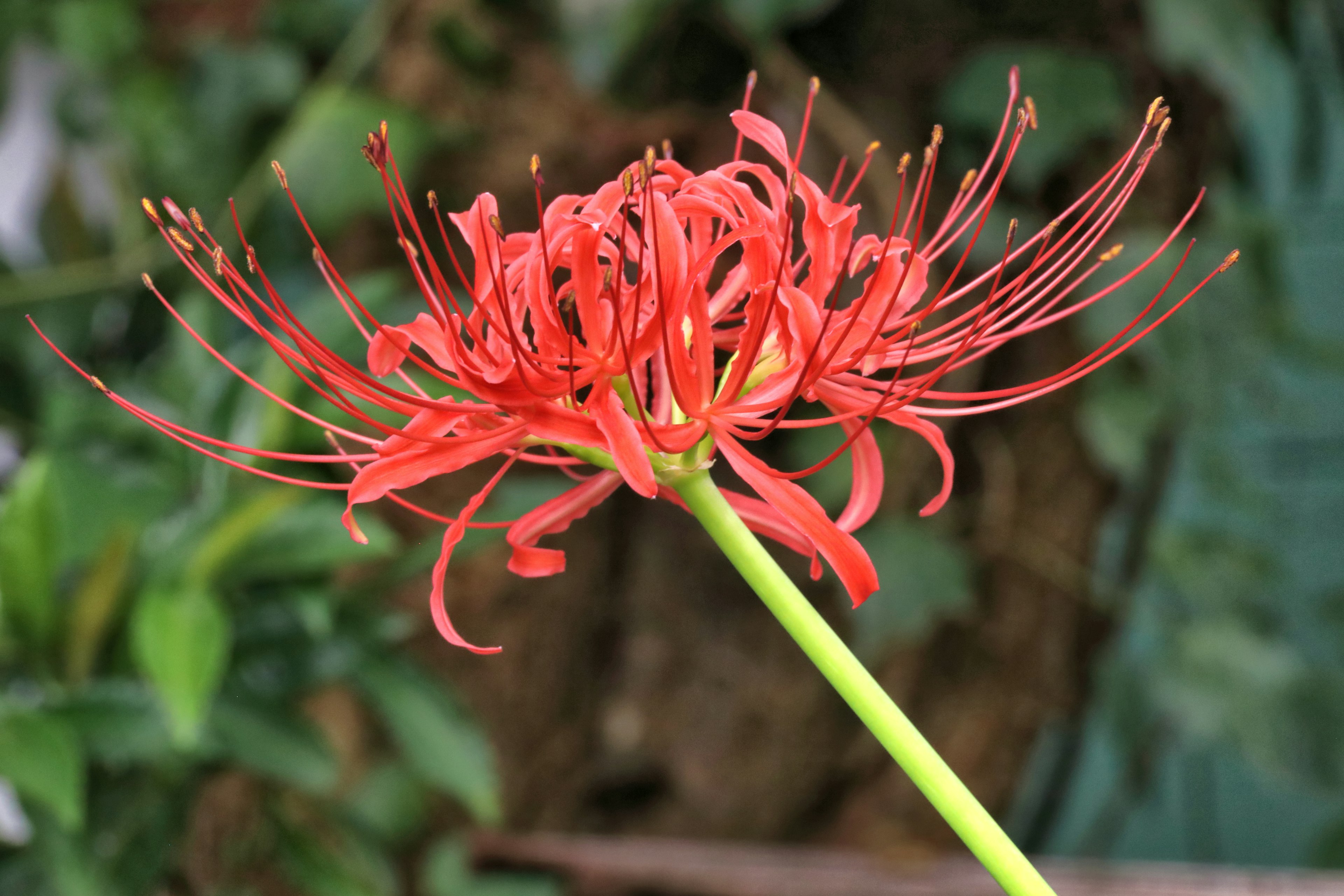 Bunga lily laba-laba merah cerah di latar belakang hijau