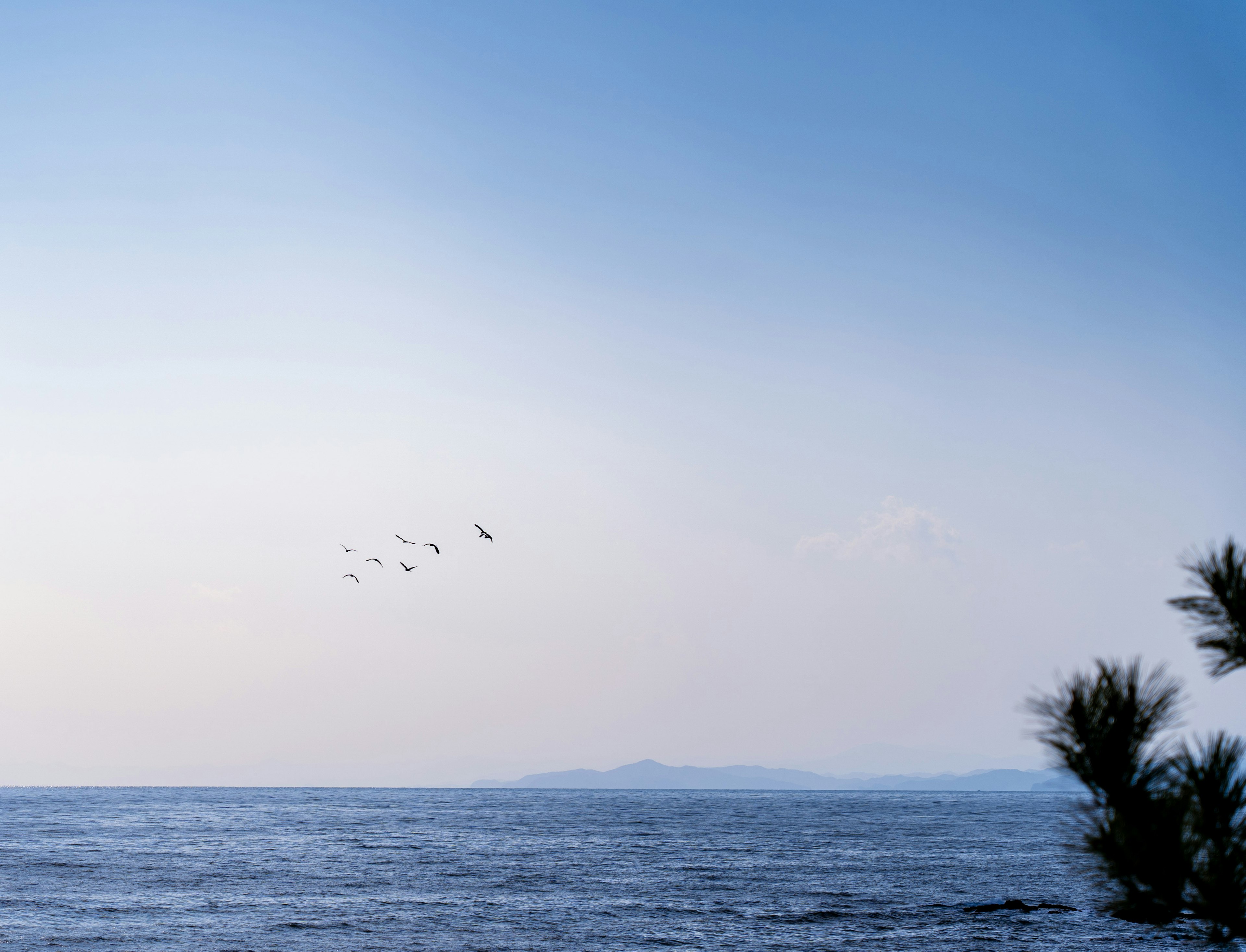 Uccelli che volano sopra un mare e un cielo blu calmi