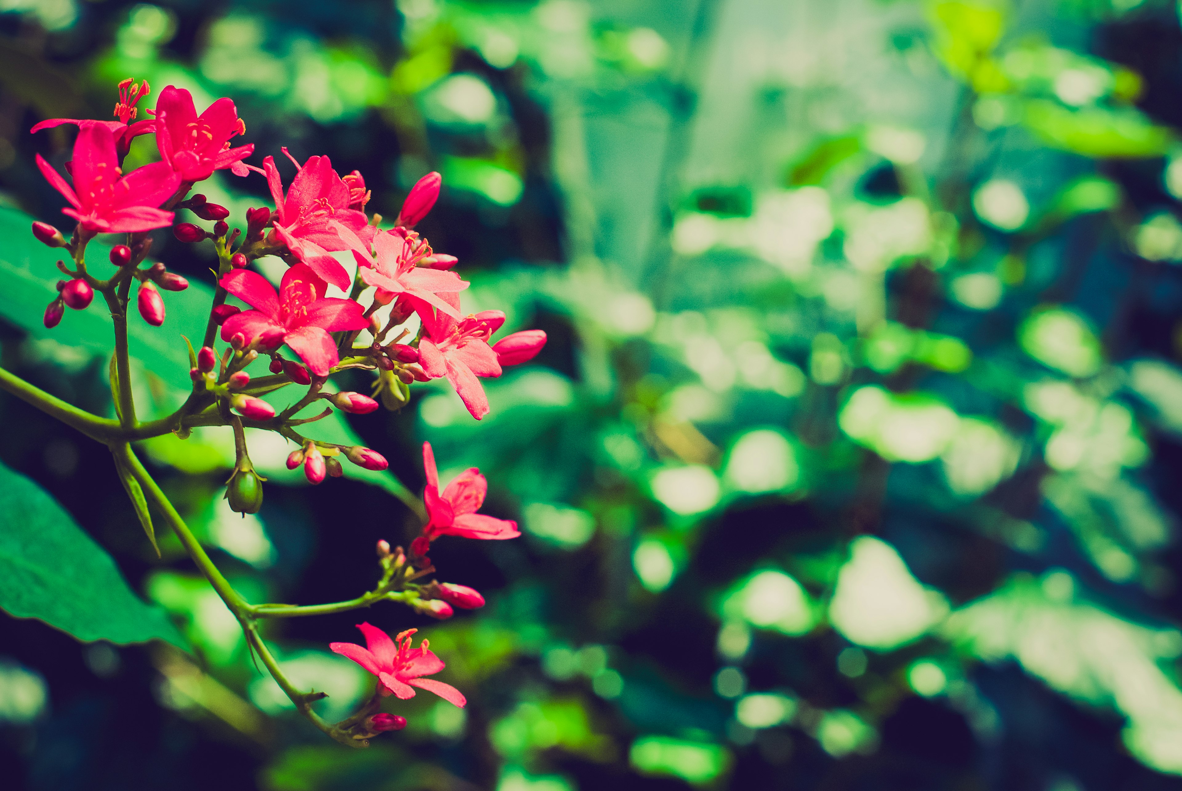 Leuchtend rosa Blumen blühen vor einem grünen Hintergrund