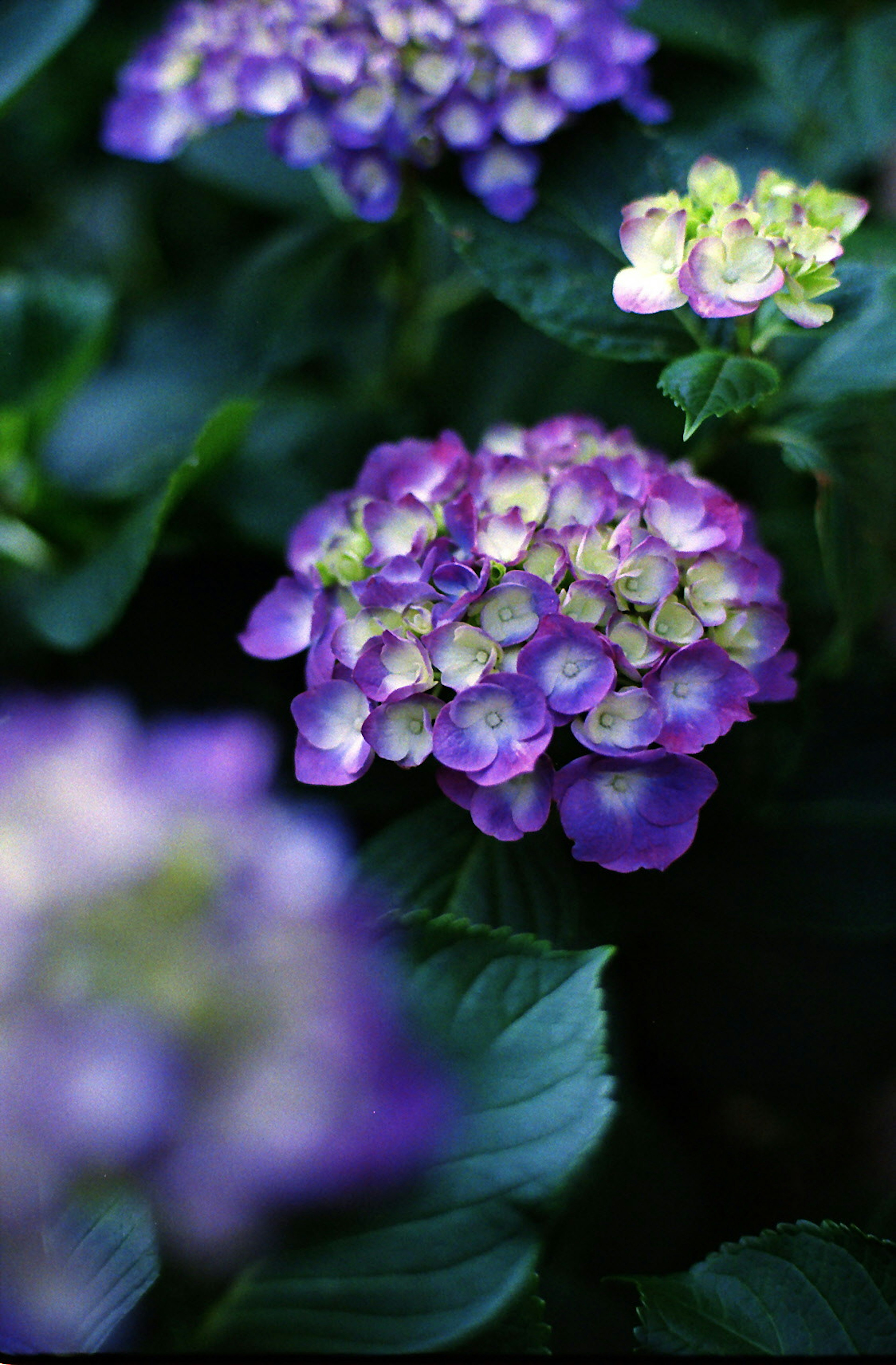 Purple hydrangea flowers surrounded by green leaves