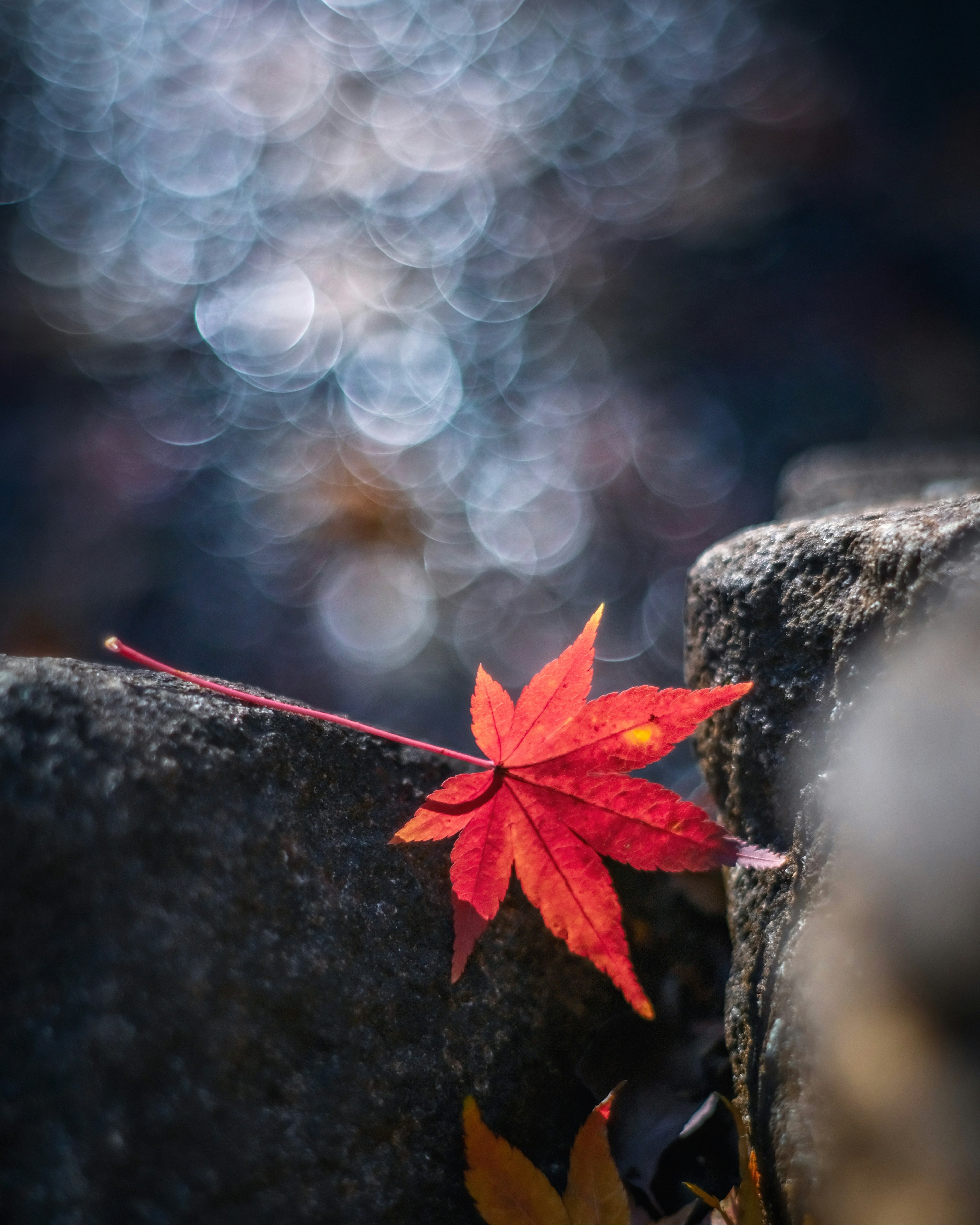 一片紅色楓葉 resting在石頭之間，背景是模糊的水面