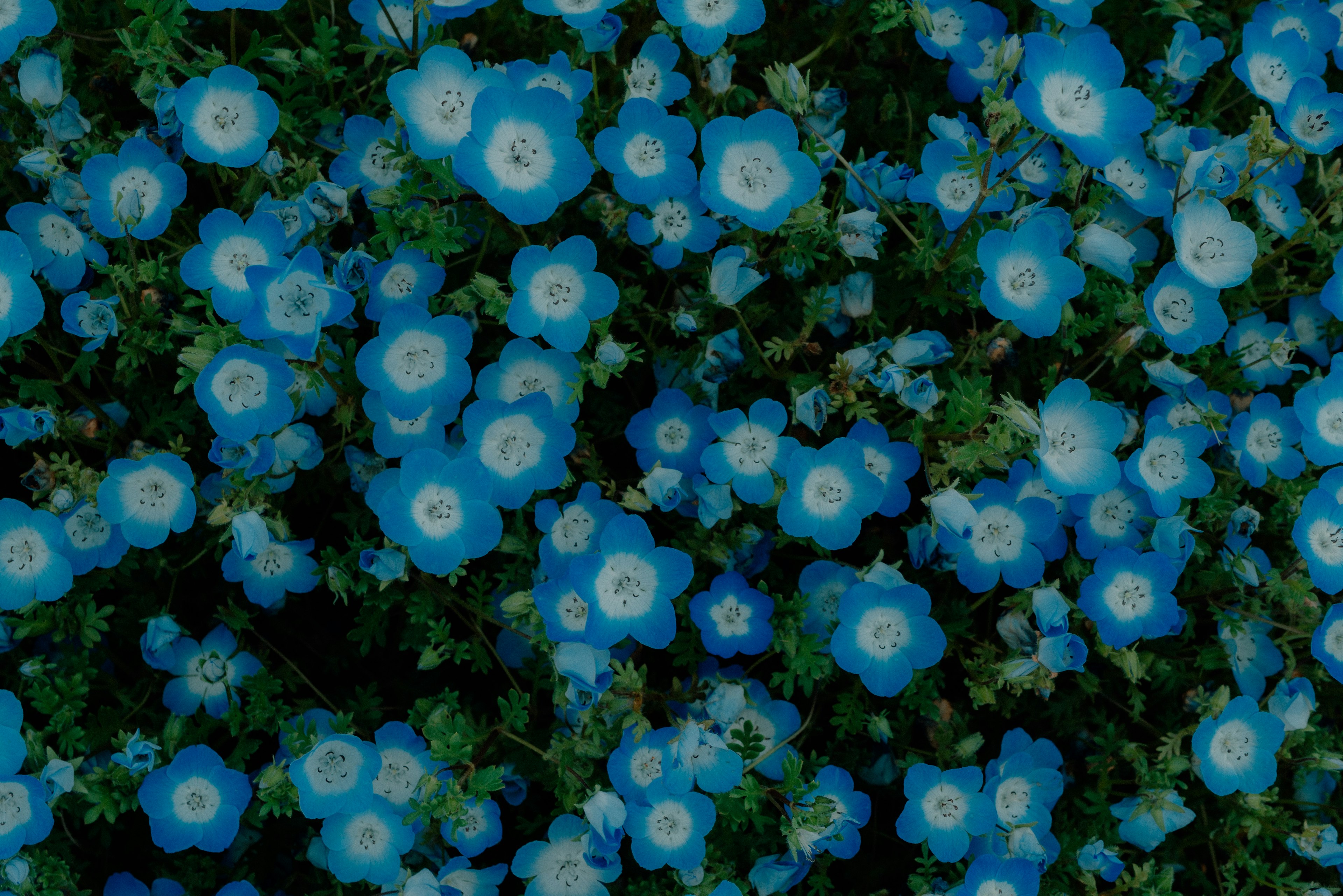 Denso grupo de flores azules en flor