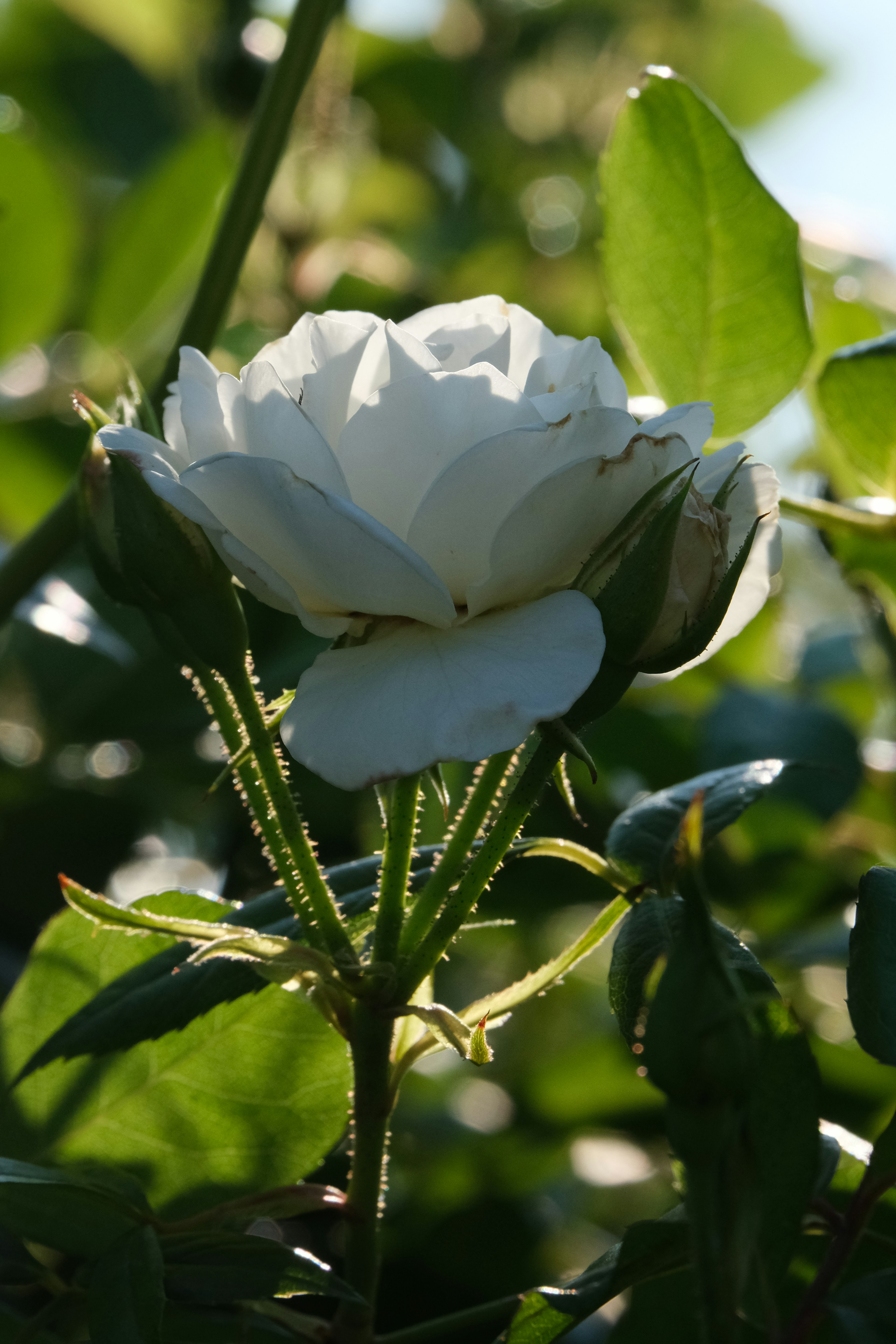 Eine weiße Rose blüht unter dem blauen Himmel