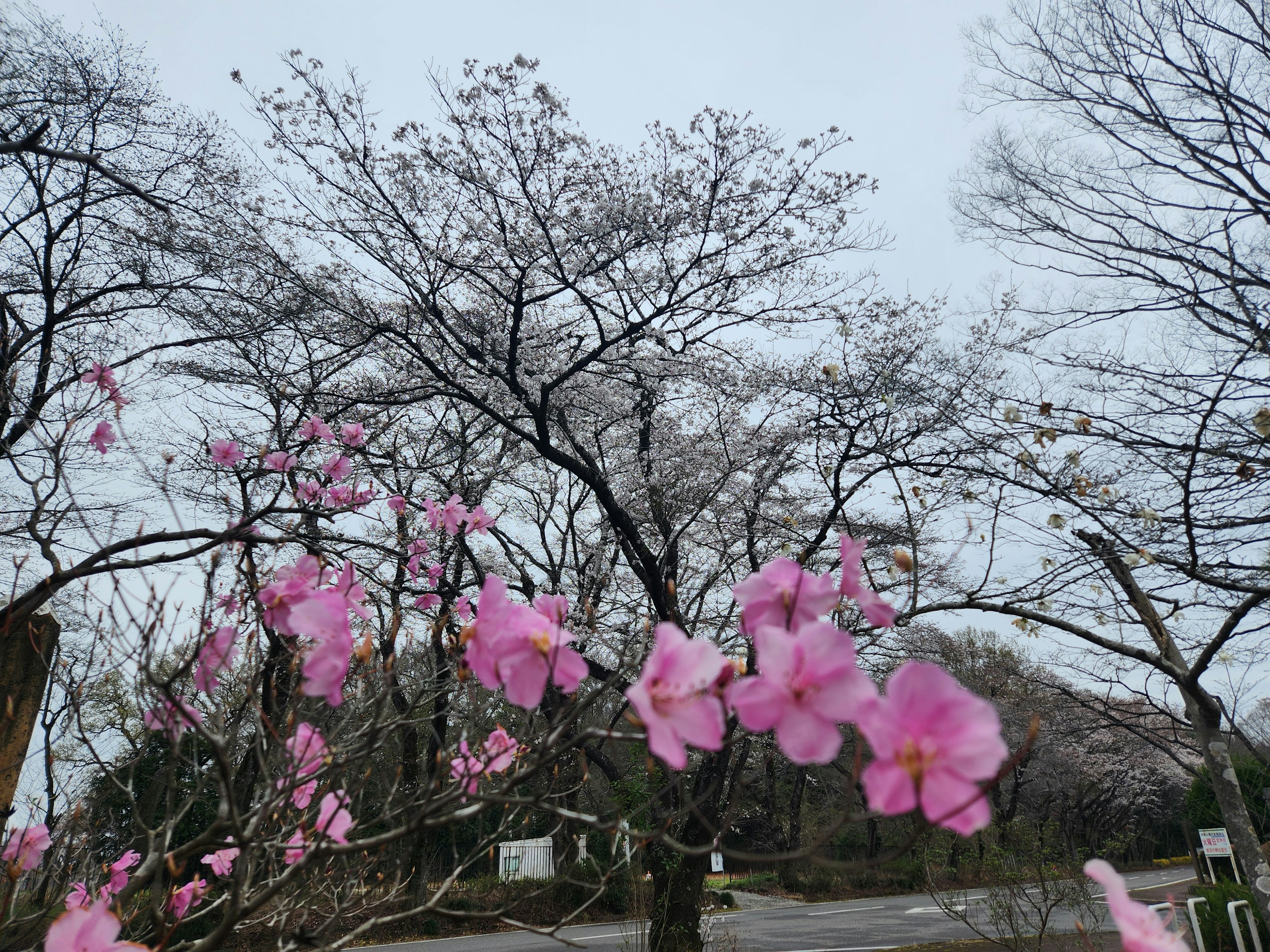 Landscape featuring blooming cherry blossom trees