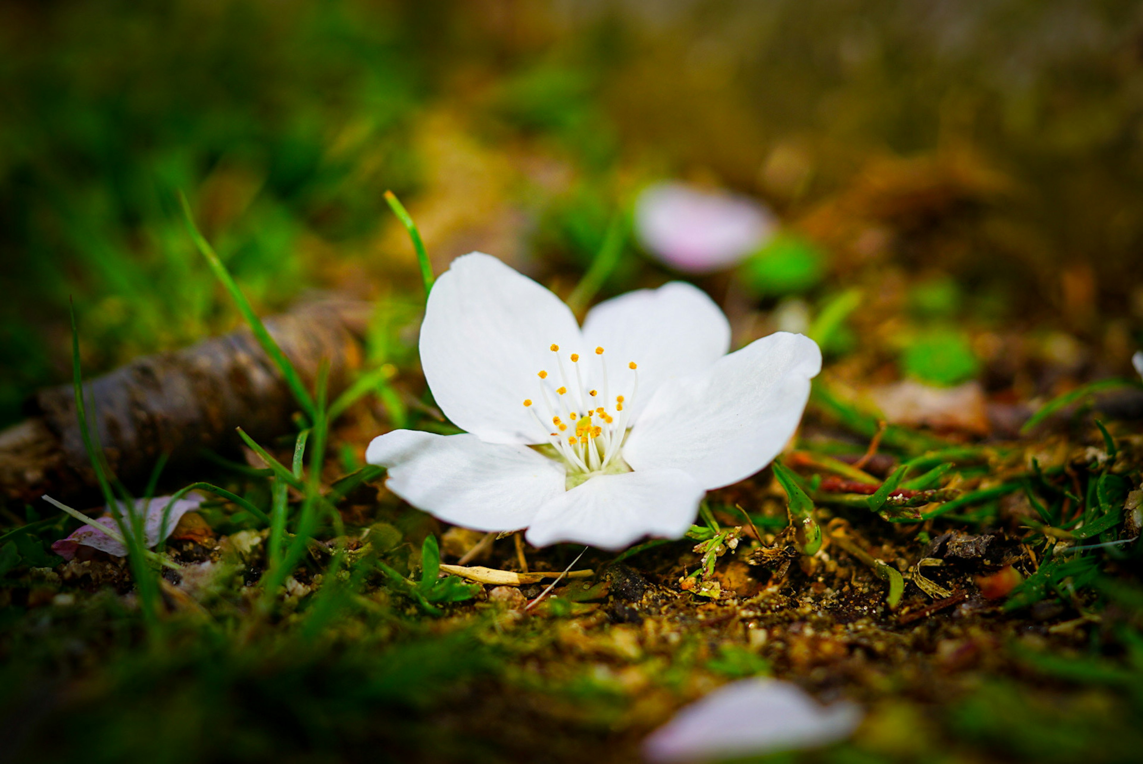 A white flower petal lying on the ground surrounded by green grass