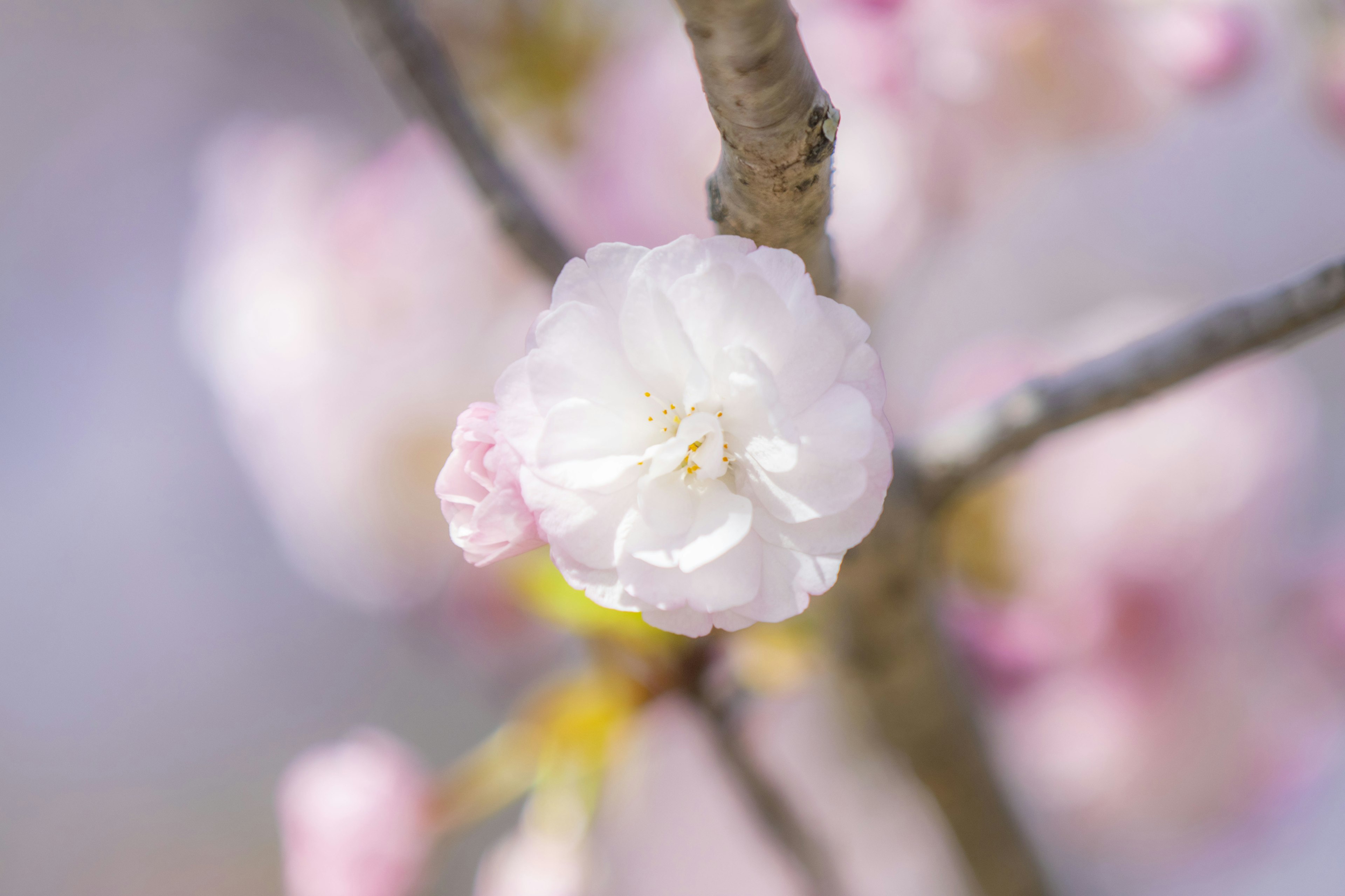 Primo piano di un fiore bianco e boccioli rosa su un ramo di ciliegio