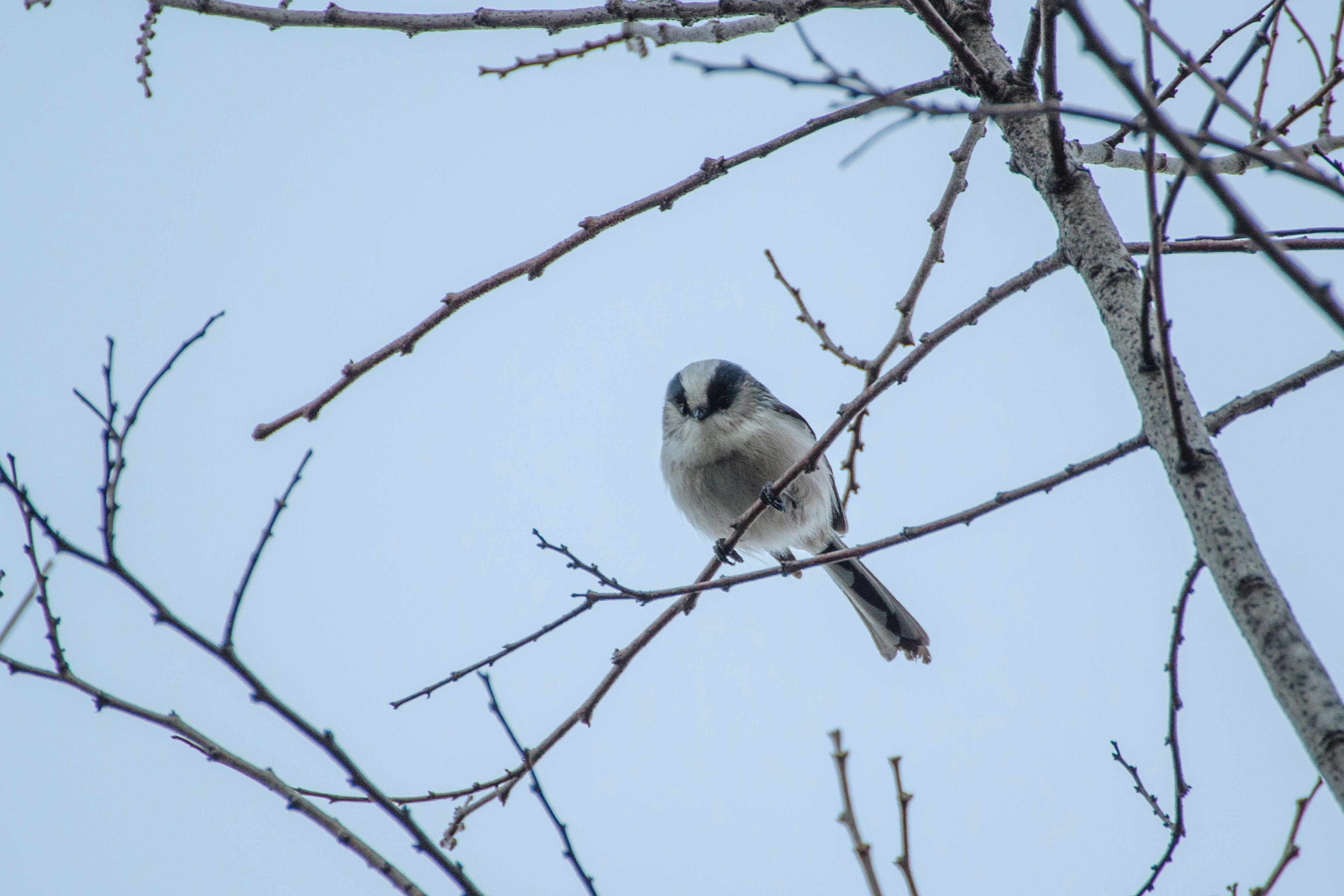 Gros plan d'un petit oiseau perché sur une branche d'arbre