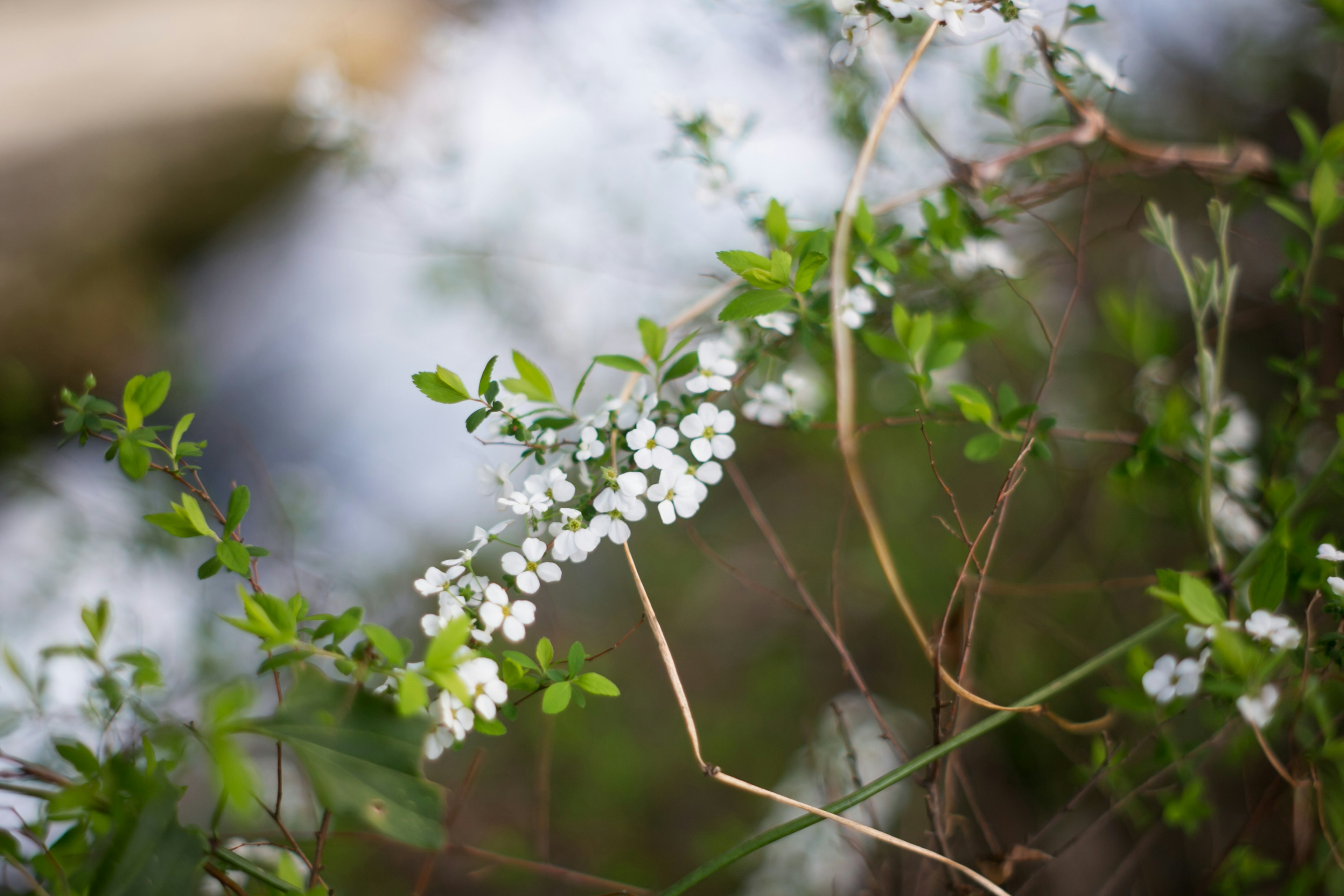 白い花と緑の葉を持つ植物のクローズアップ写真