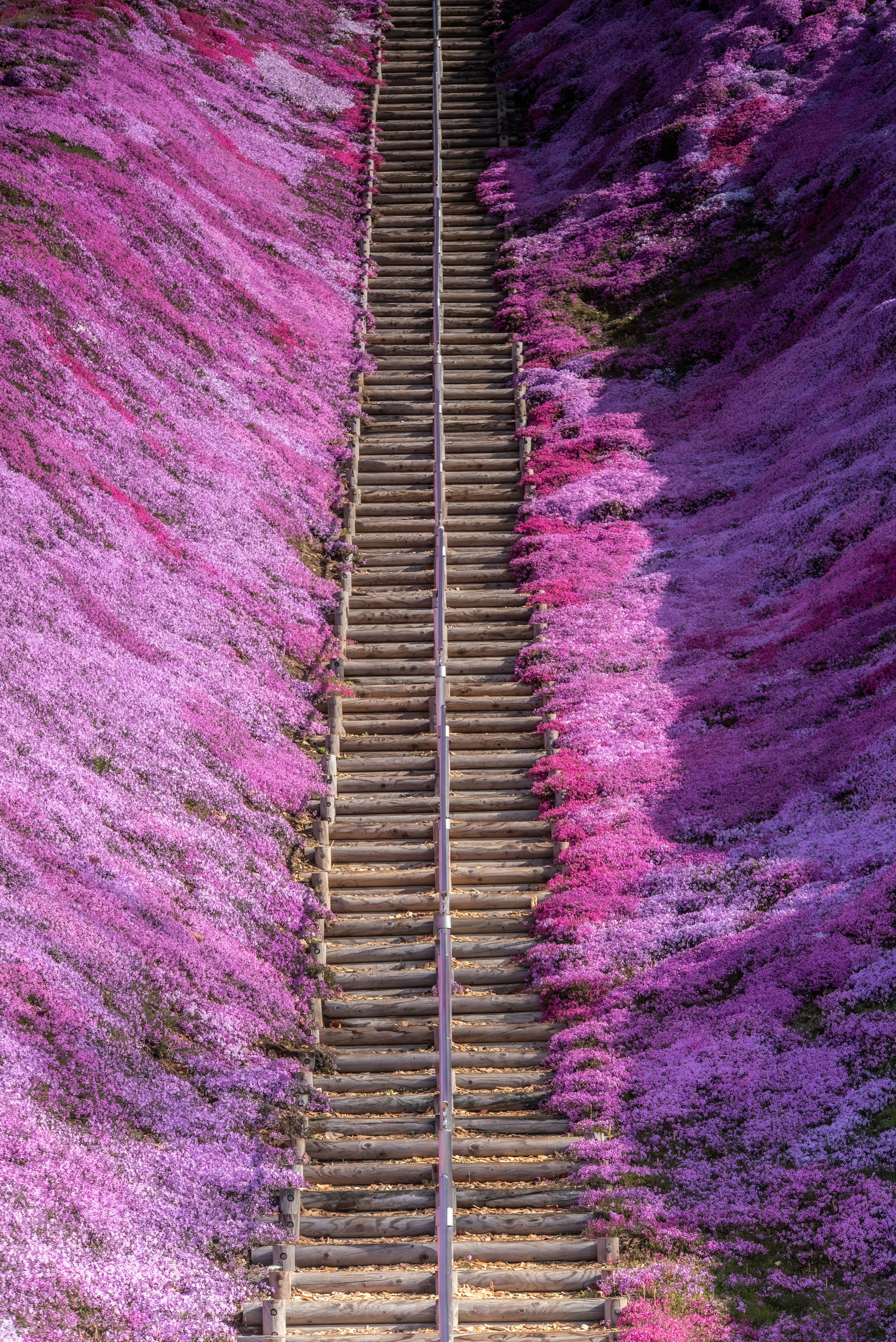 Holztreppen umgeben von schönen rosa Blumen