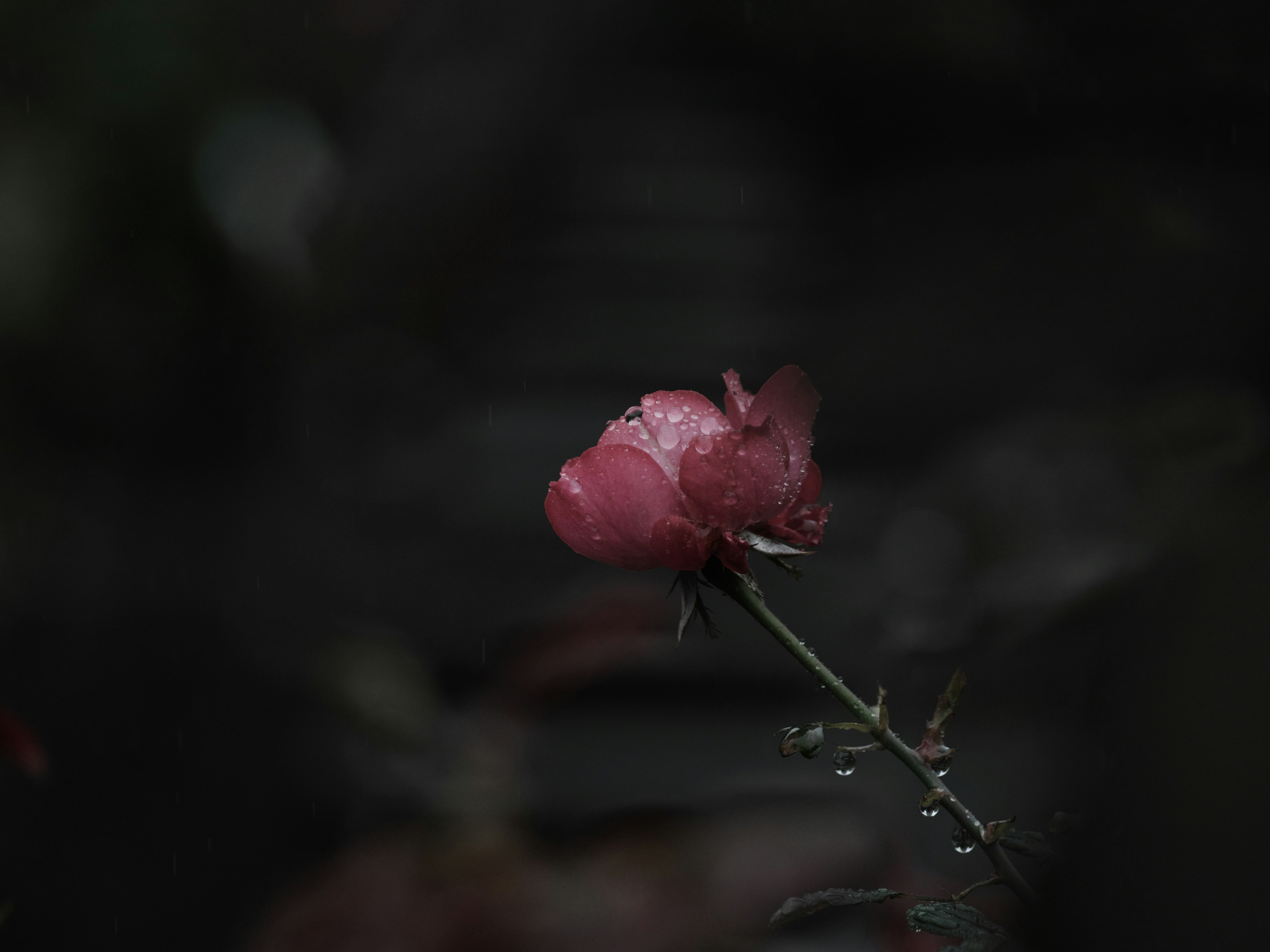 薄暗い背景に咲くピンクのバラの花