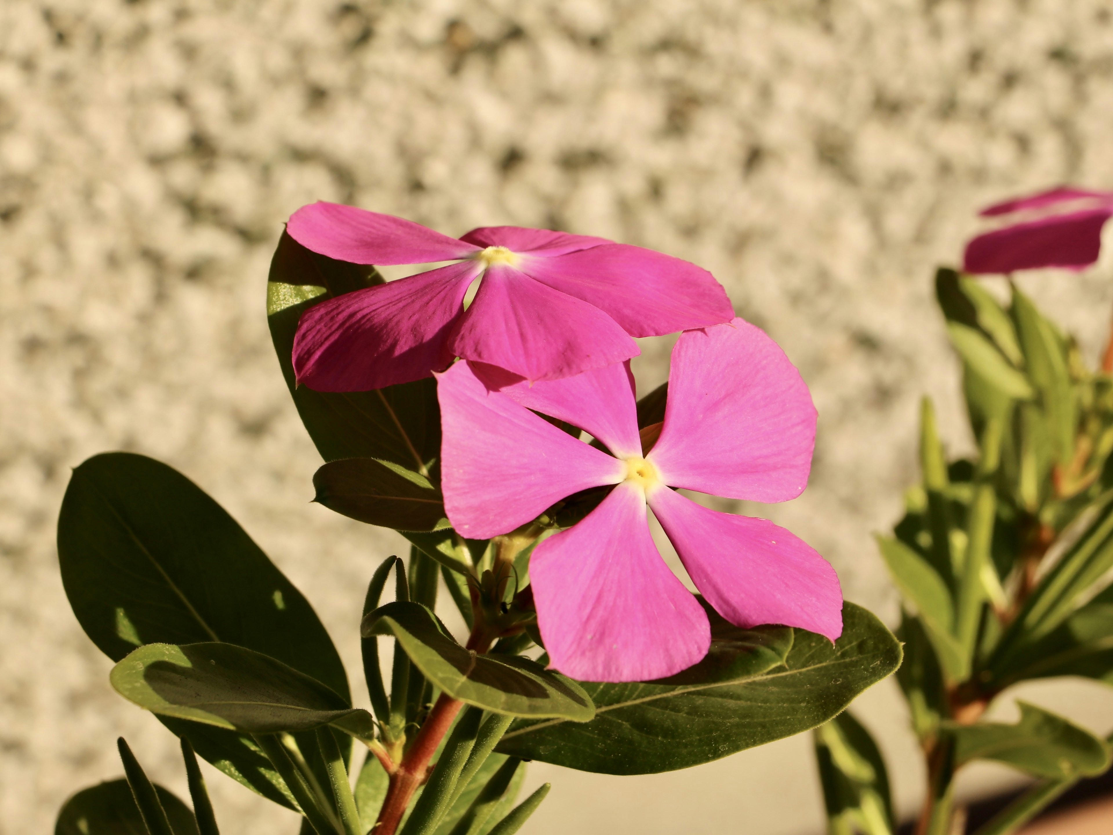 Lebendige rosa Blumen mit grünen Blättern an einer Pflanze