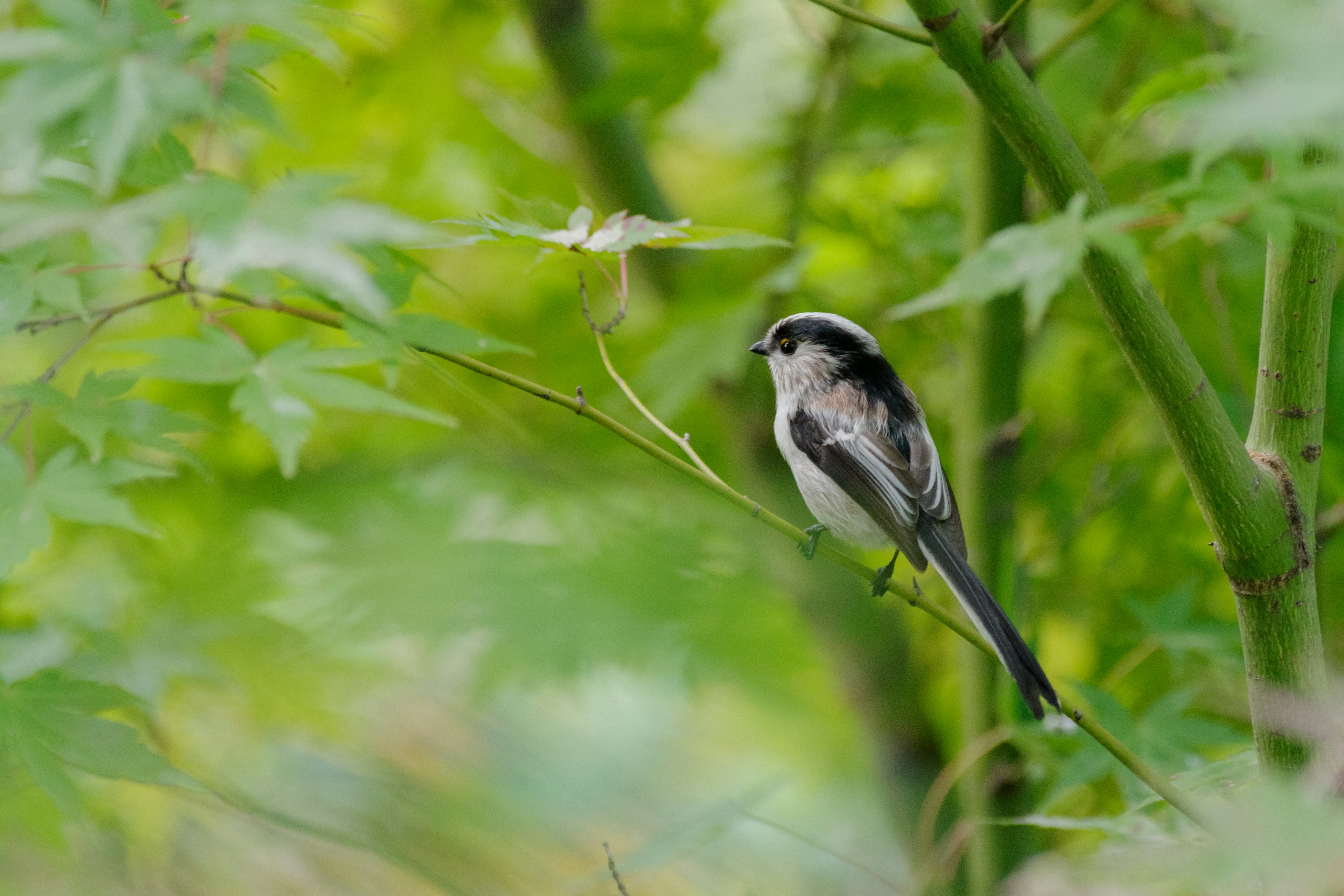 Un petit oiseau perché sur une branche au milieu d'un feuillage vert