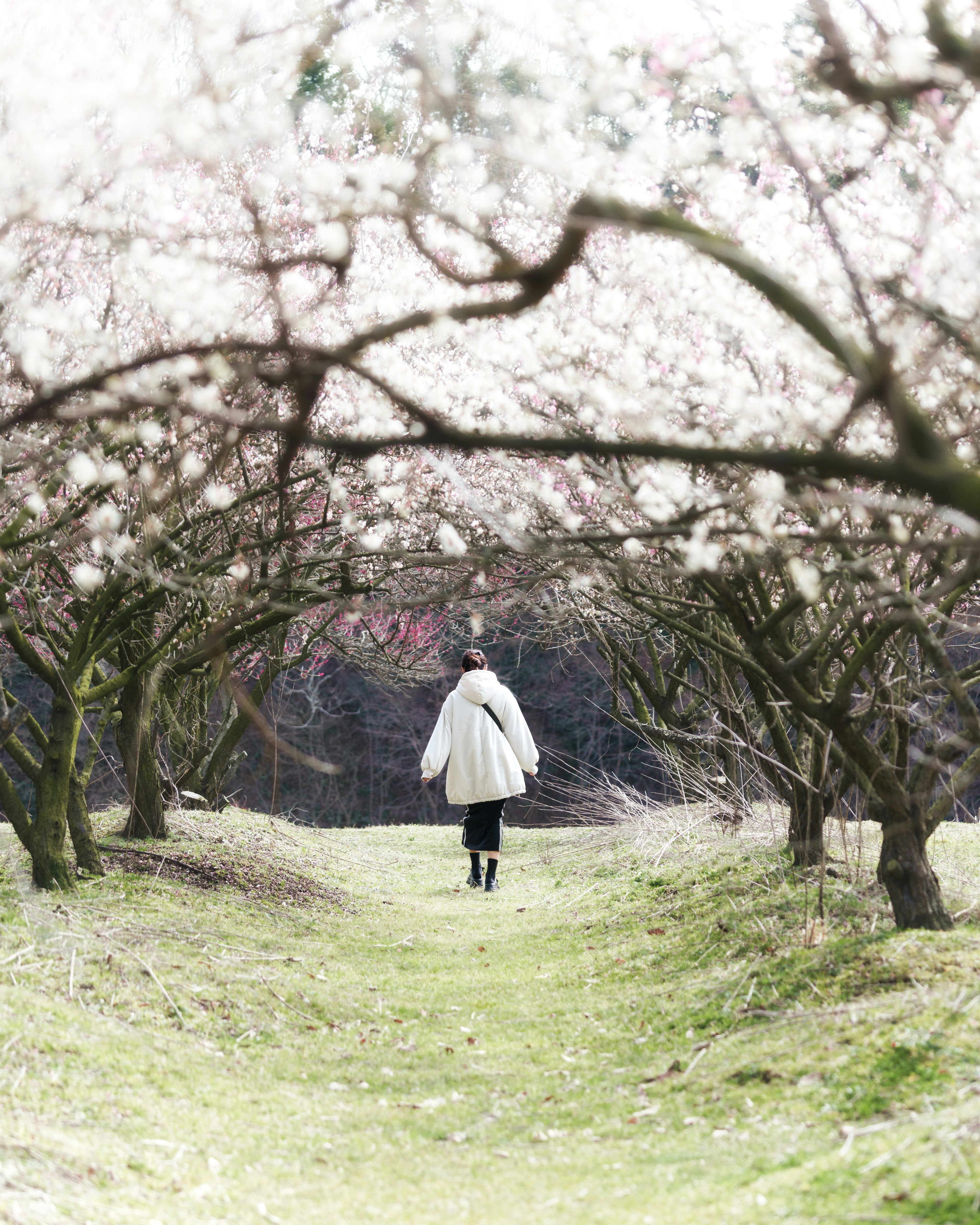 Person walking under cherry blossom trees