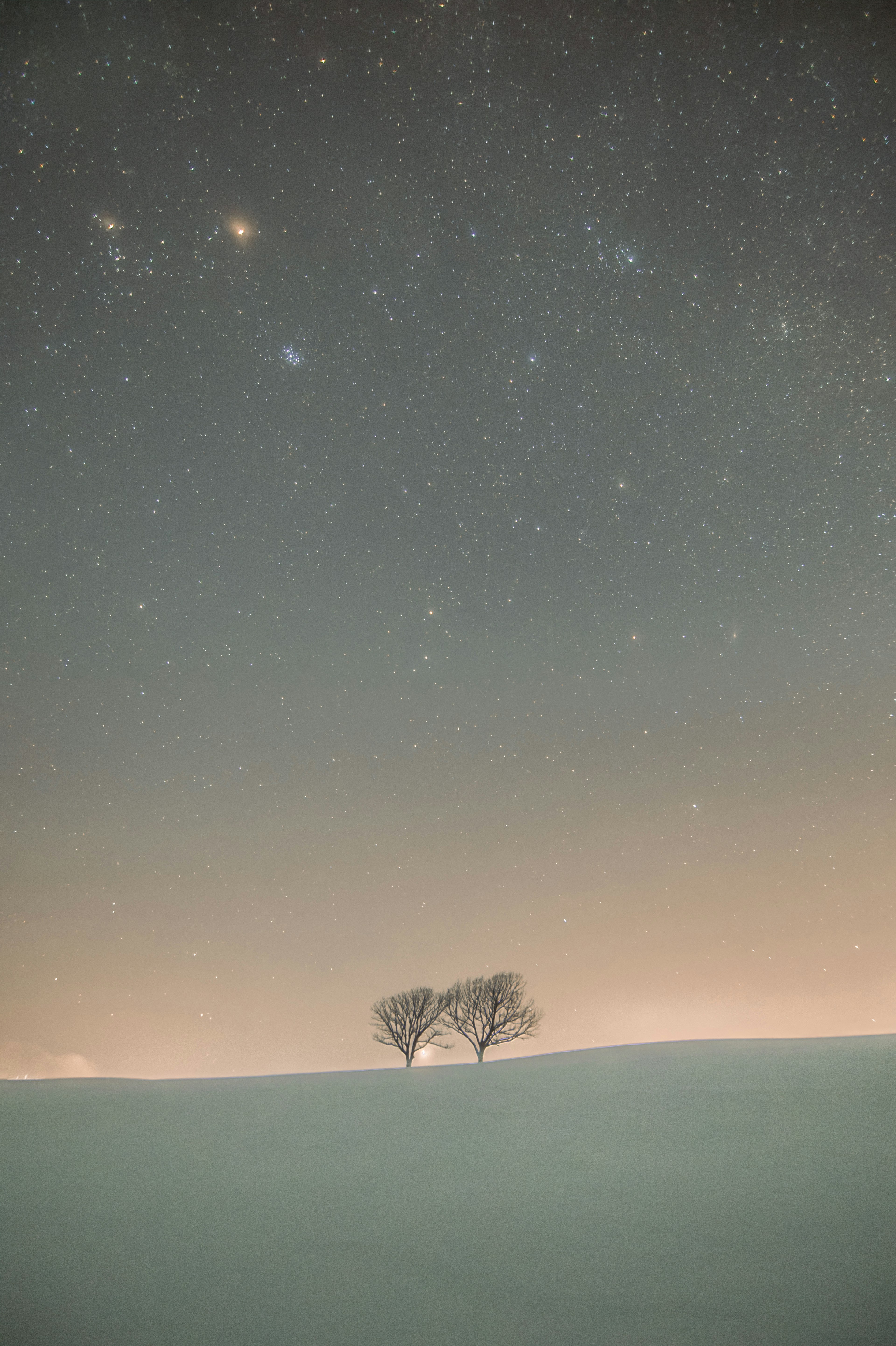 Two trees standing under a starry sky over a snowy hill